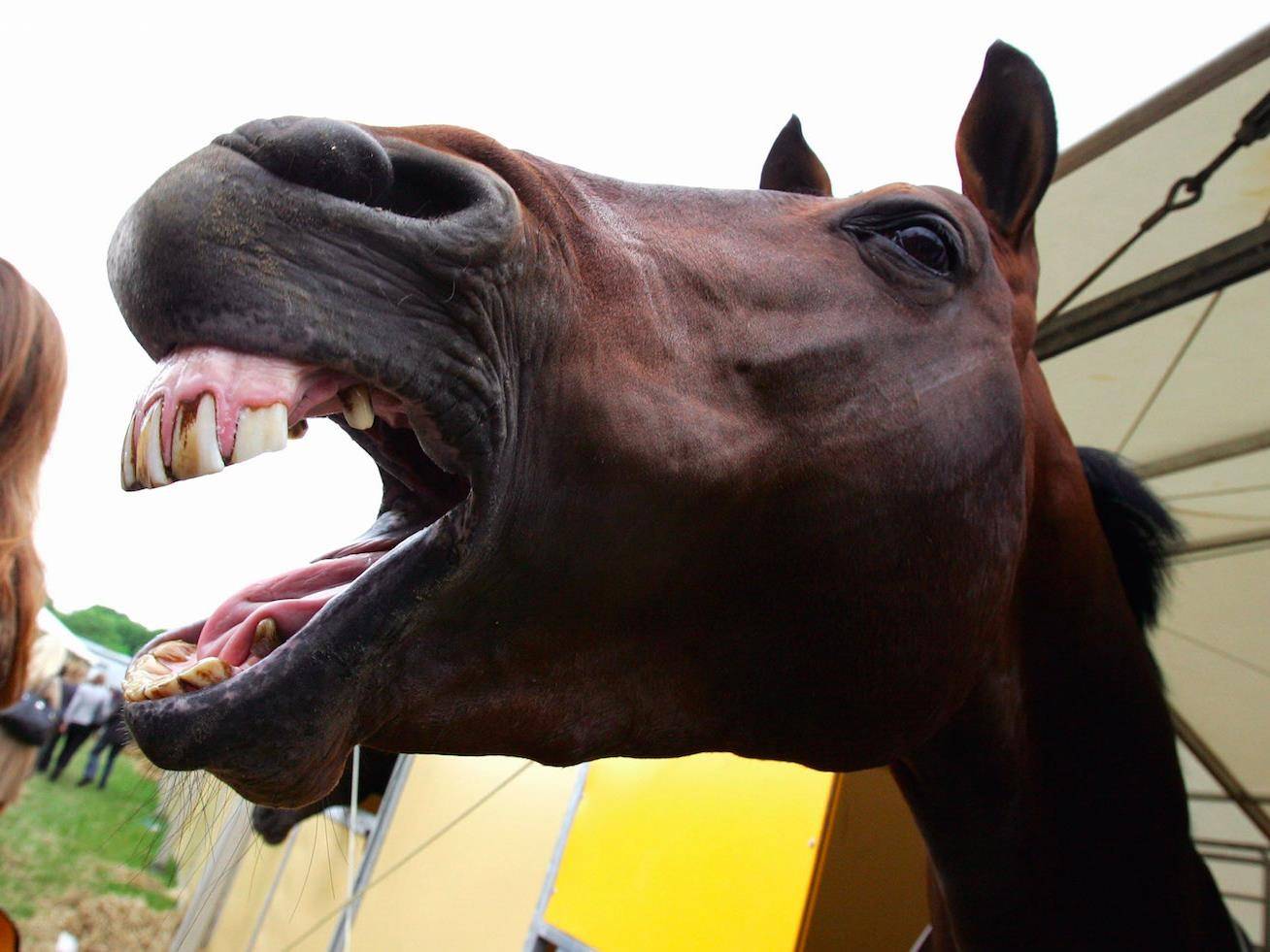 Лошадиные зубы. Лошадь с открытым ртом. Лошадь открыла рот.