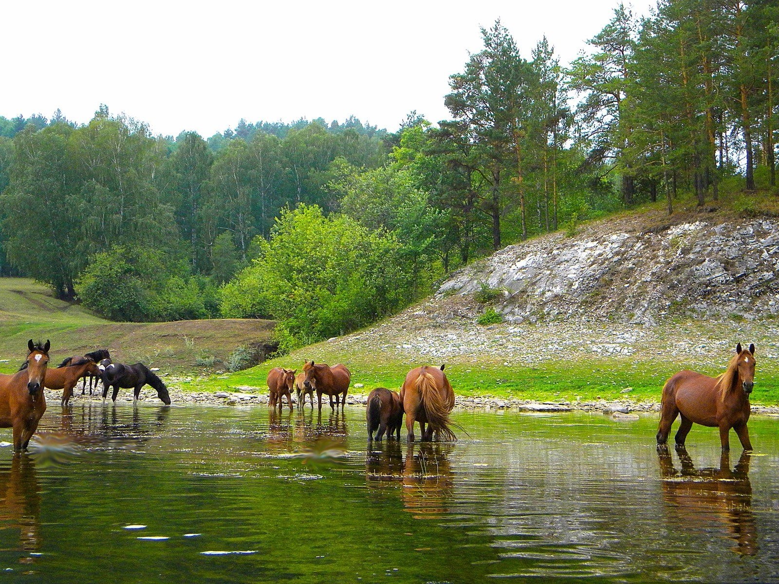 Животные башкортостана фото