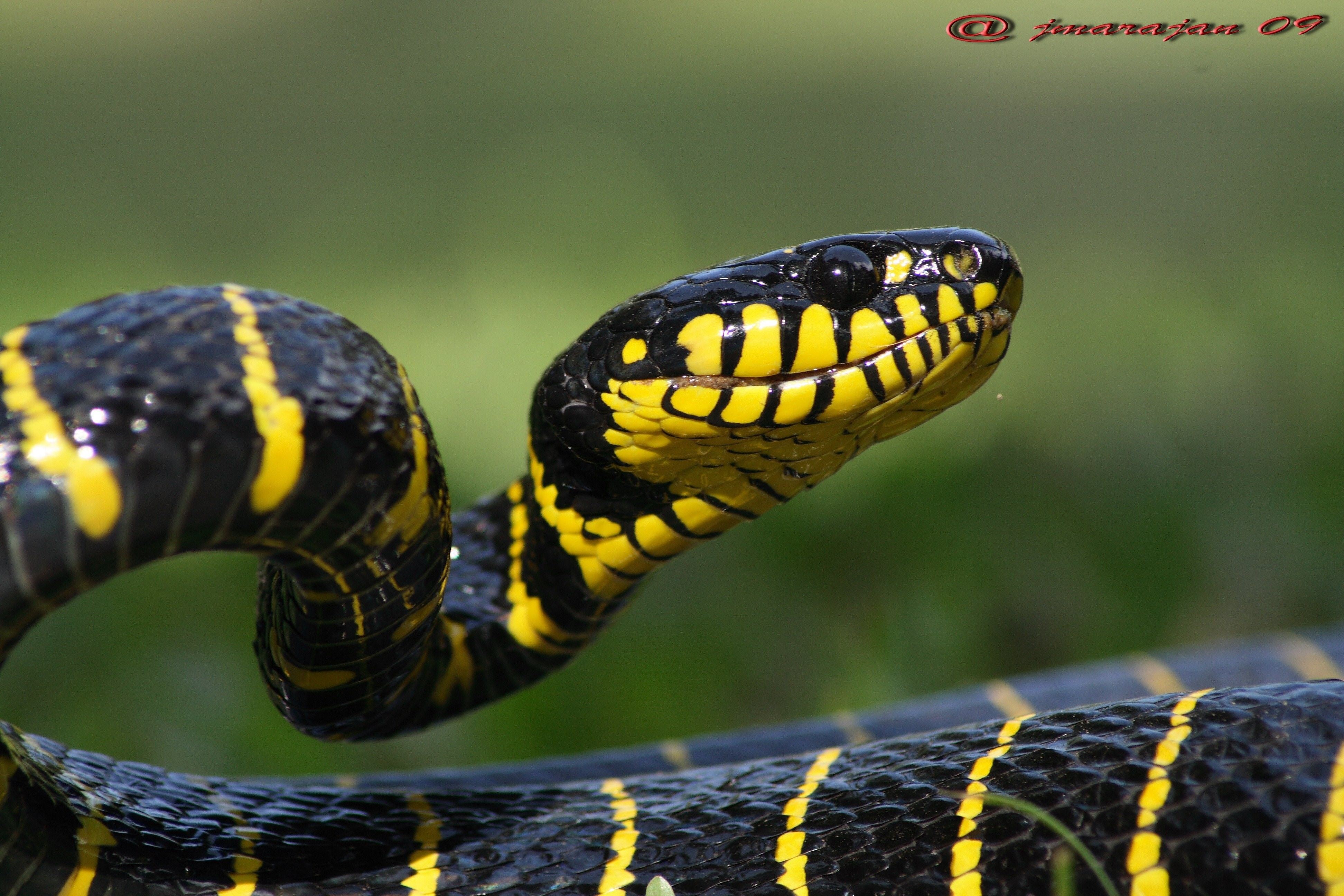 Черная с желтыми пятнами на голове. Мангровая бойга. Бойга змея. Бойга дендрофила. Малайский Крайт змея.