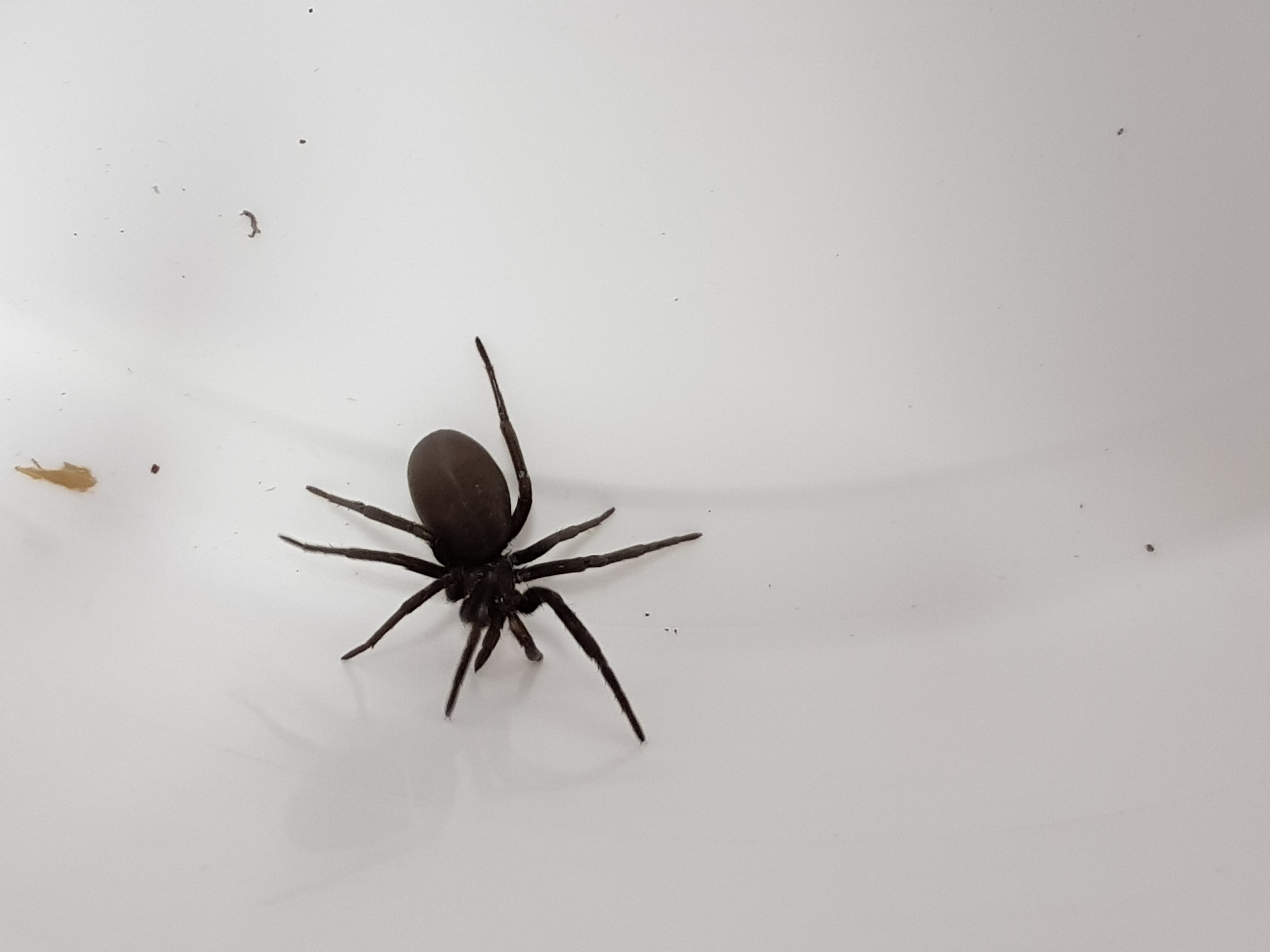 Чёрный паук в доме