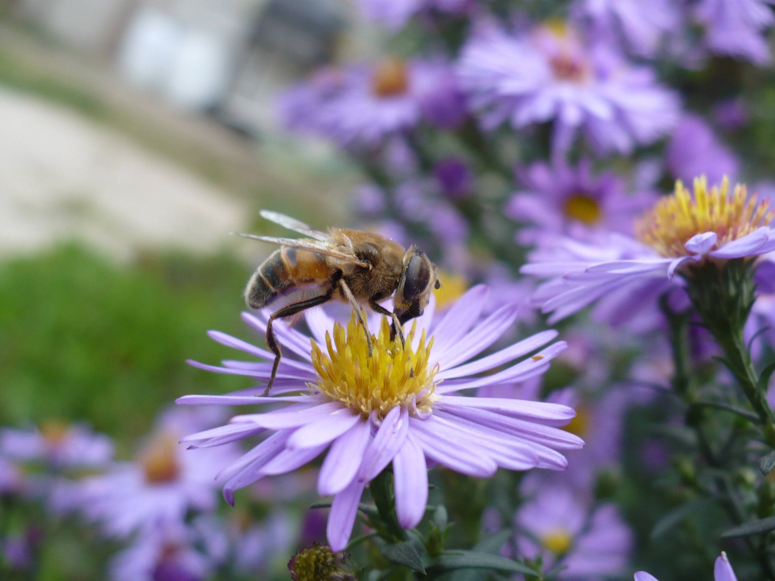Пчелы и ветер. Пчелы на лугу. Пчелы на цветах. Пчела Луговая. Луг с цветами и пчелами.