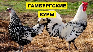 Куры Далматинцы