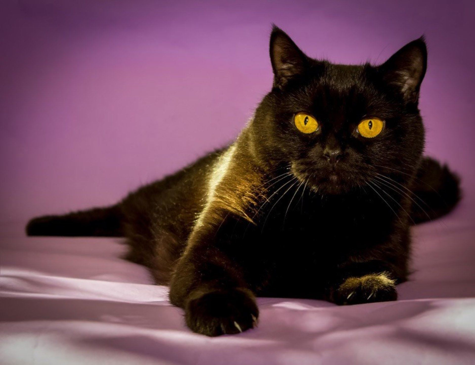 Черный кот шотландец прямоухий фото