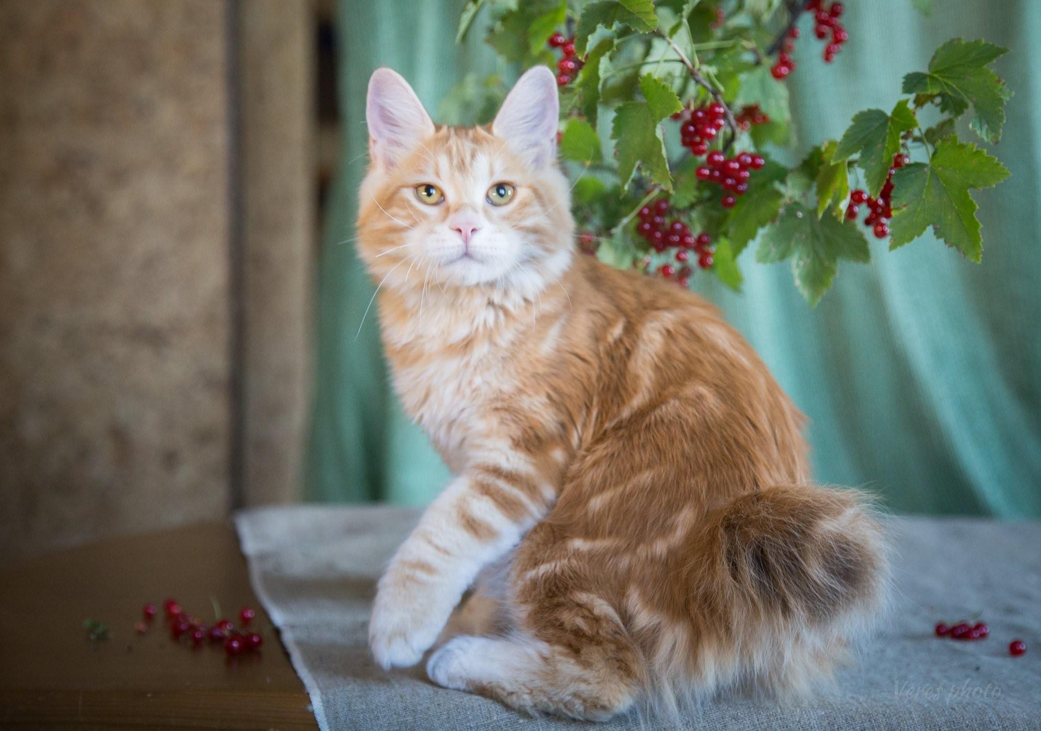 Рыжие котята курильского бобтейла фото