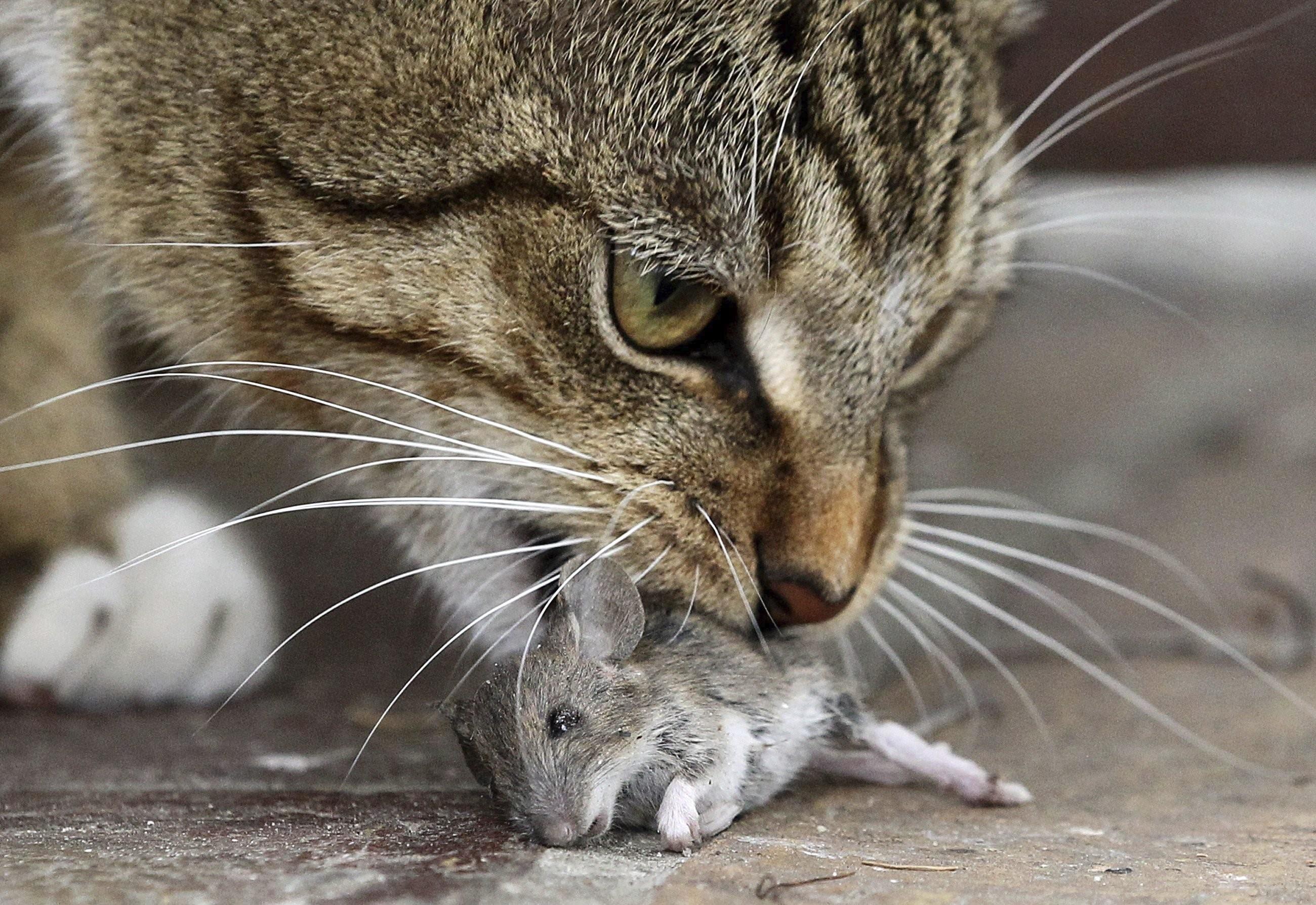 Кошка ест птицу. Кот Крысолов. Кот Крысолов порода. Кот порода Крысолов мышелов. Кошки-мышки.