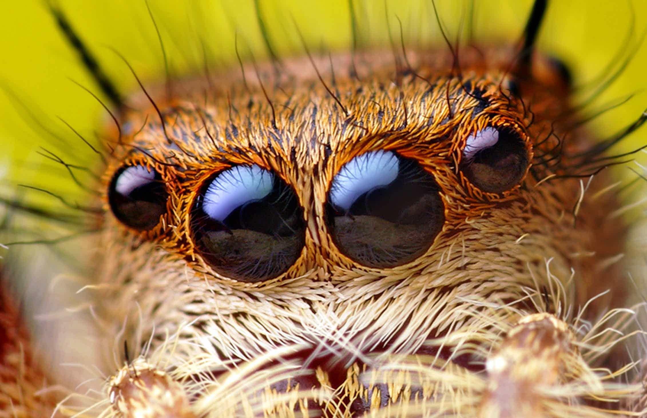 У пауков прикрепленный образ жизни. Глаза паука. Глаза паукообразных. Паук Макросъемка.