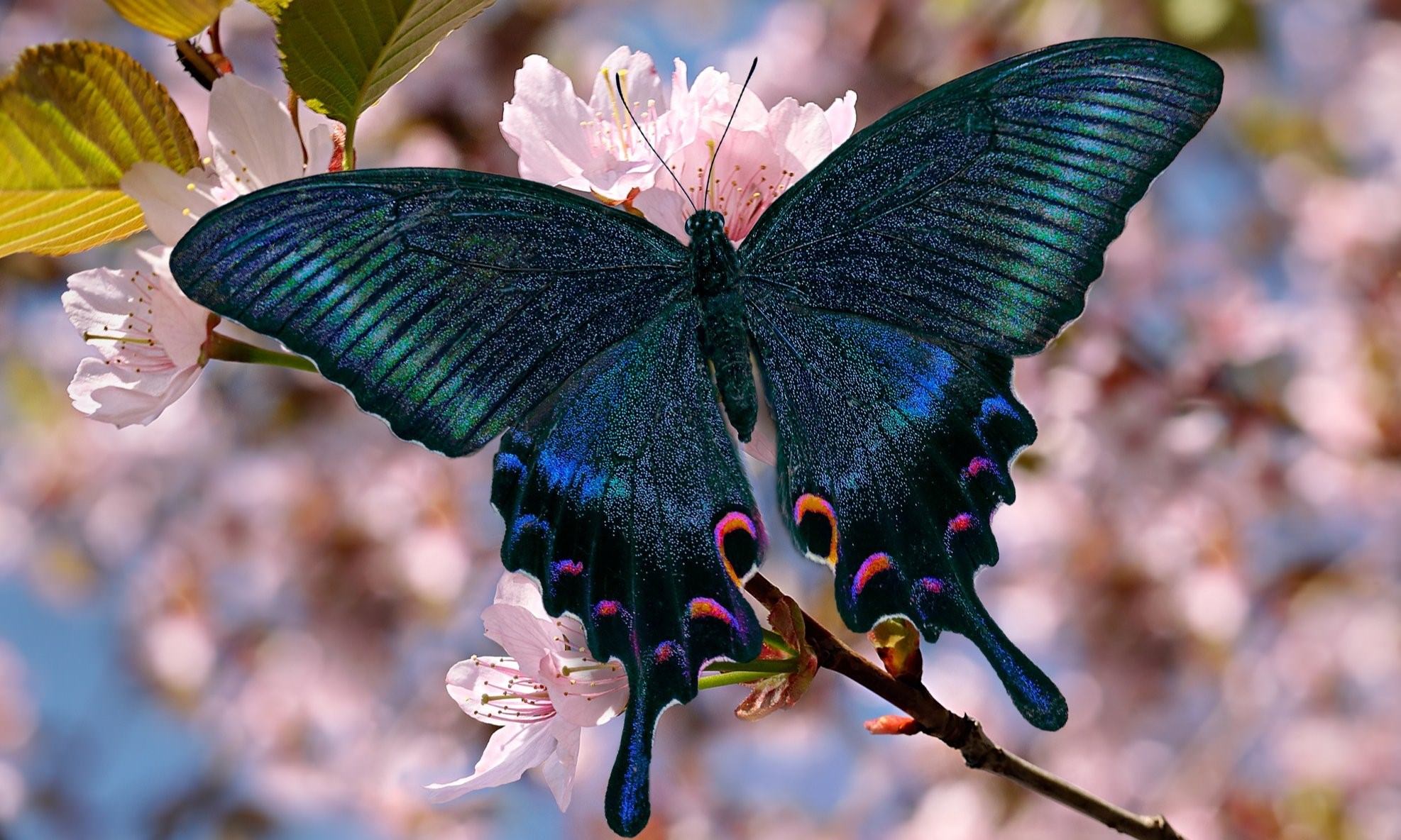 Бабочка парусник маака фото