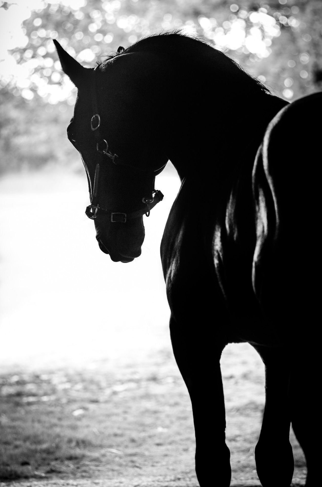 Книга черный конь. Черный конь. Конь на черном фоне. Лошадь на черном фоне. Лошадь на темном фоне.