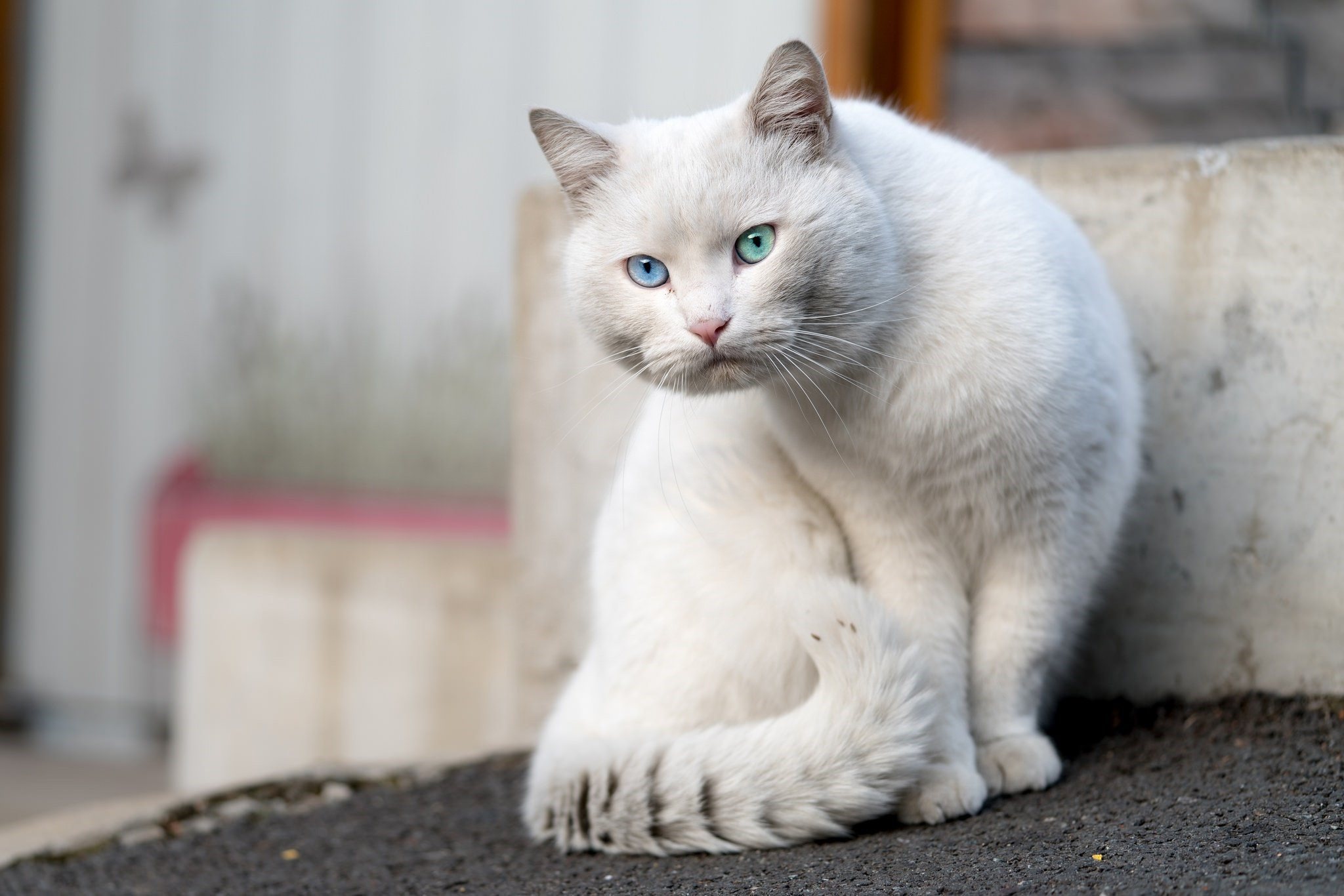 Белая киса. Шиншилла Пойнт Коби. Охос азулес гетерохромия. Кошка белая. Бело серая кошка.