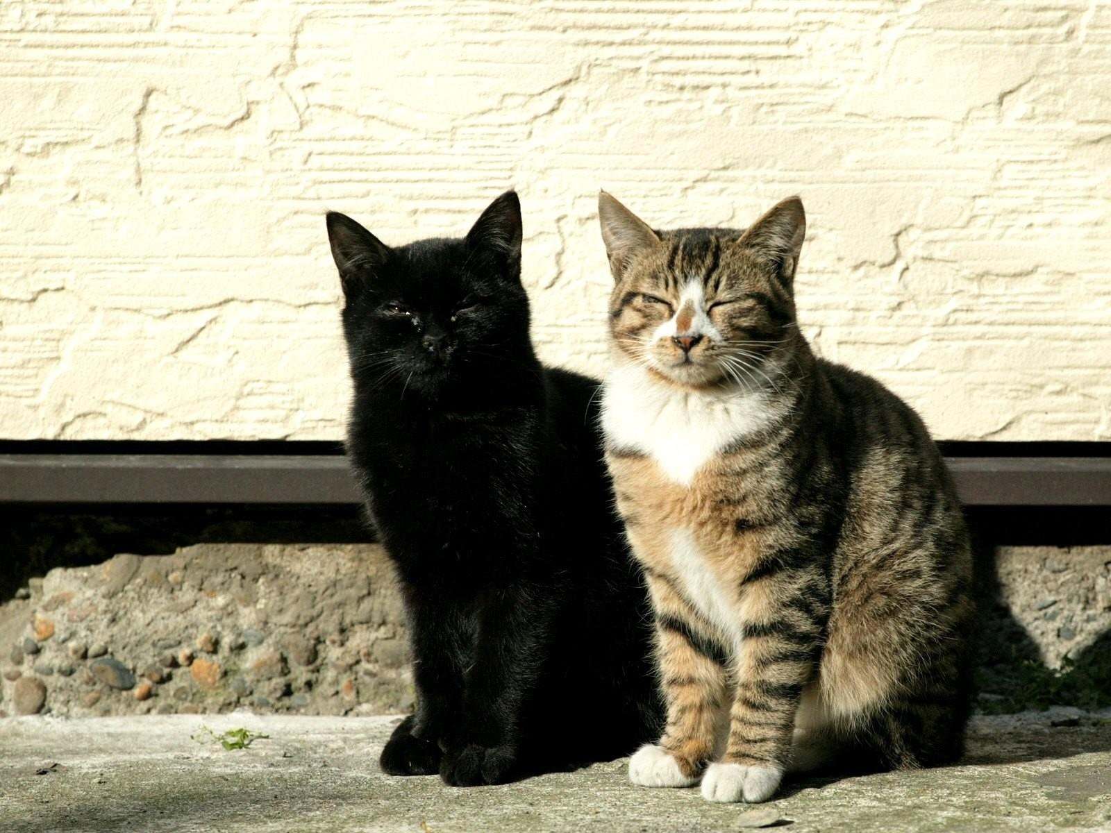 Фото с двумя котами