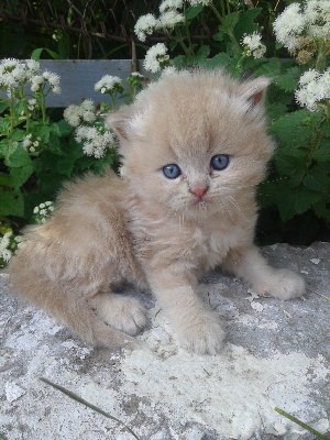 Персидский кот персикового цвета