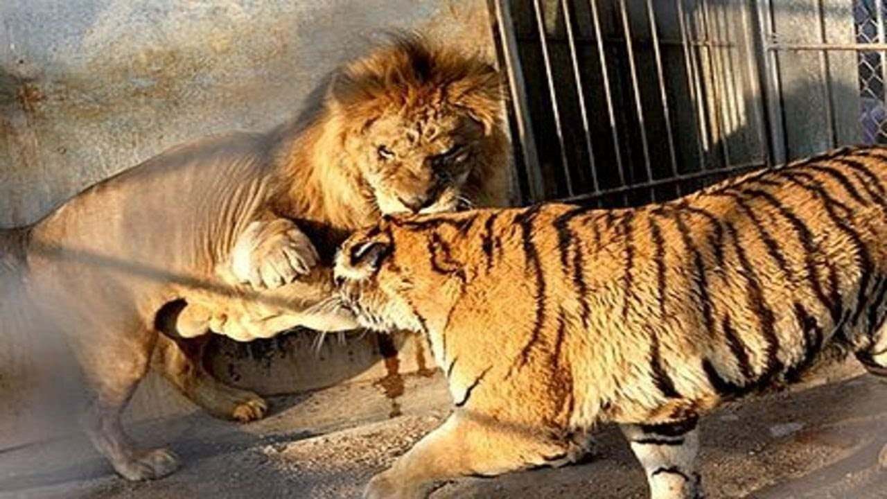 Про лев тигра. Лев против тигра Лев против тигра. Амурский тигр и Лев. Тигры против Львов.