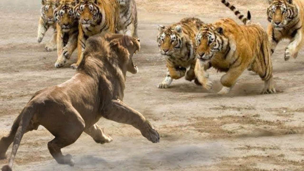 Бои хищников. Лев против тигра. Бой тигра и Льва. Лев и тигр битва.