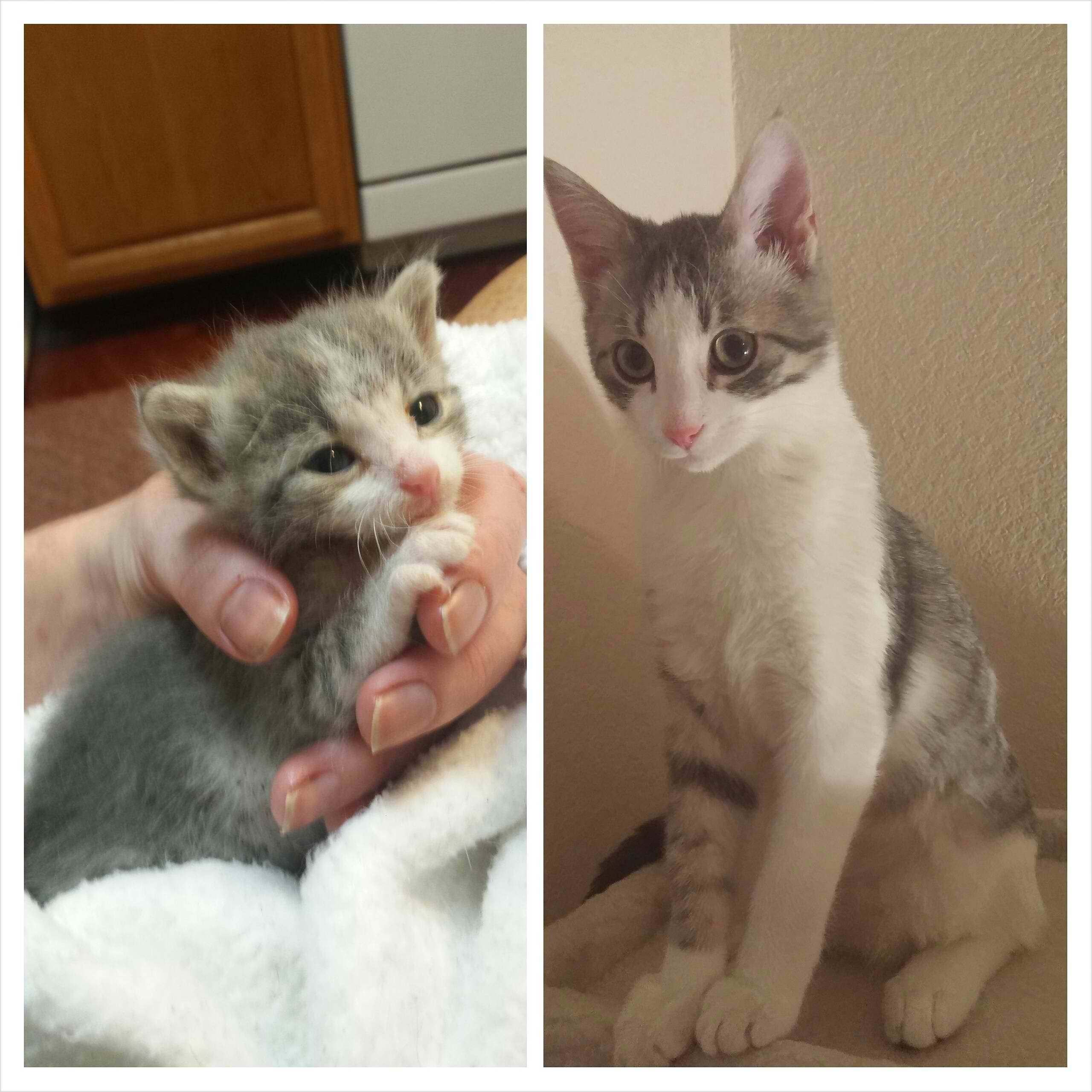 Как вырастают котята. Котята до и после. Котенок вырос. Котята до и после взросления. Котенок до и после вырос.