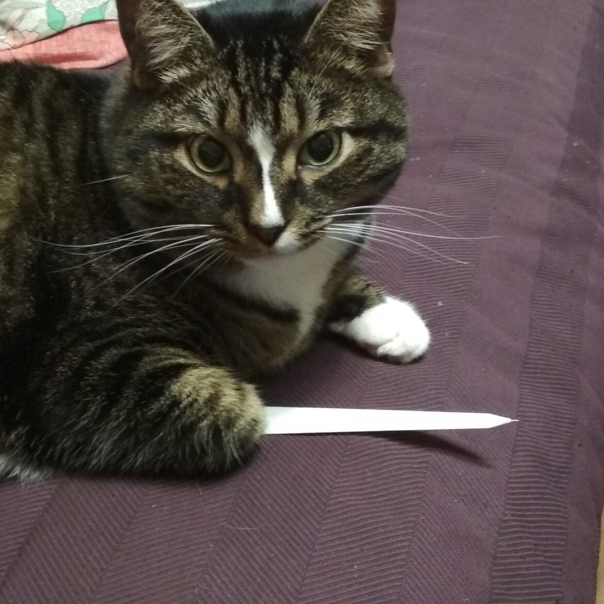 Кот угрожает. Опасный кот. Угрожающий кот. Котик с ножом. Вредный кот.
