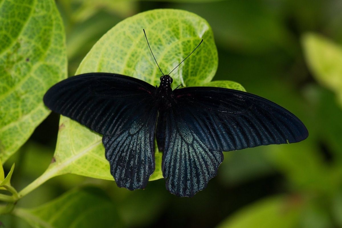 Черные ночные бабочки. Черный Кардинал бабочка. Парусник Махаон черный. Бабочка Баттерфляй Блэк. Черный Махаон бабочка.