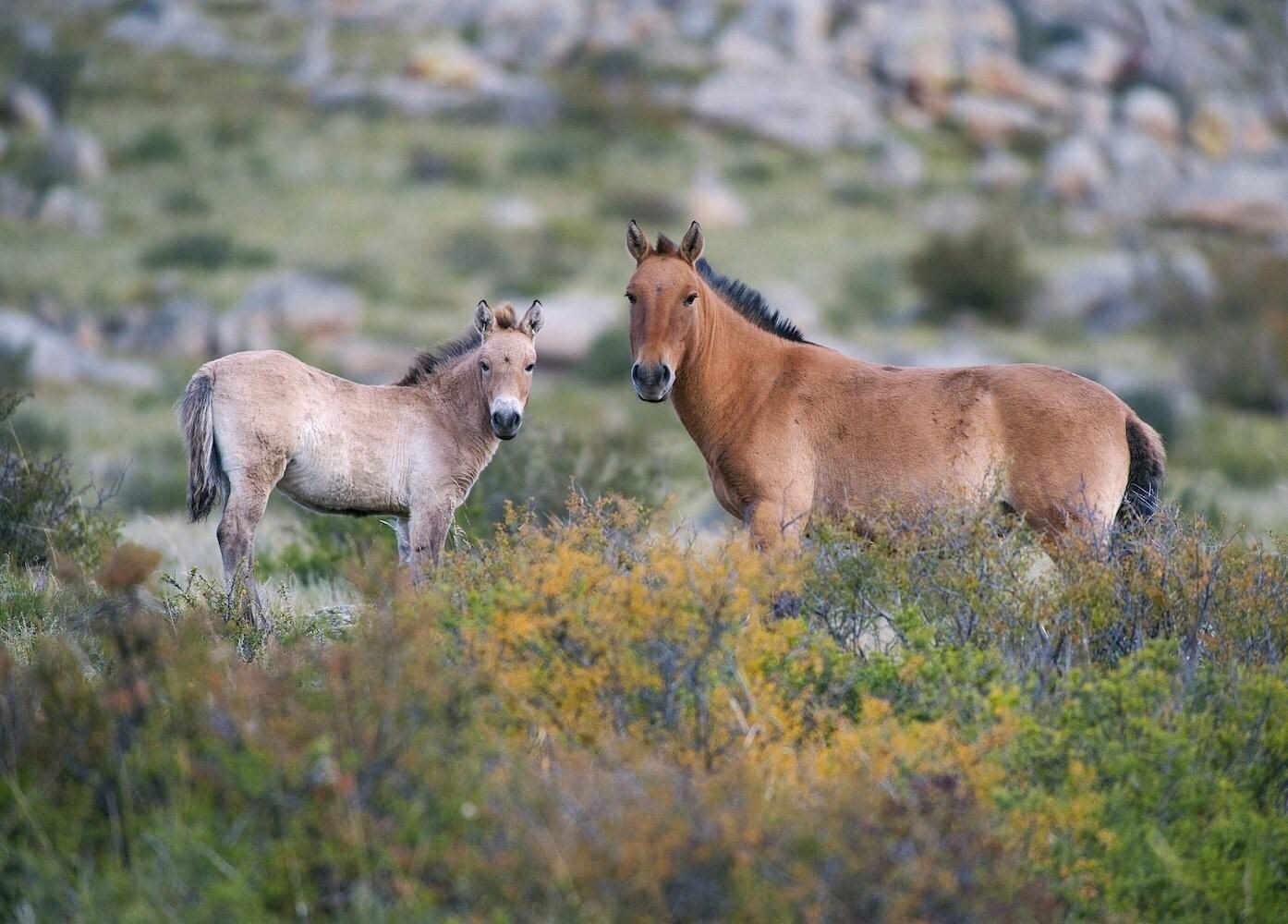 Пржевальский конь фото