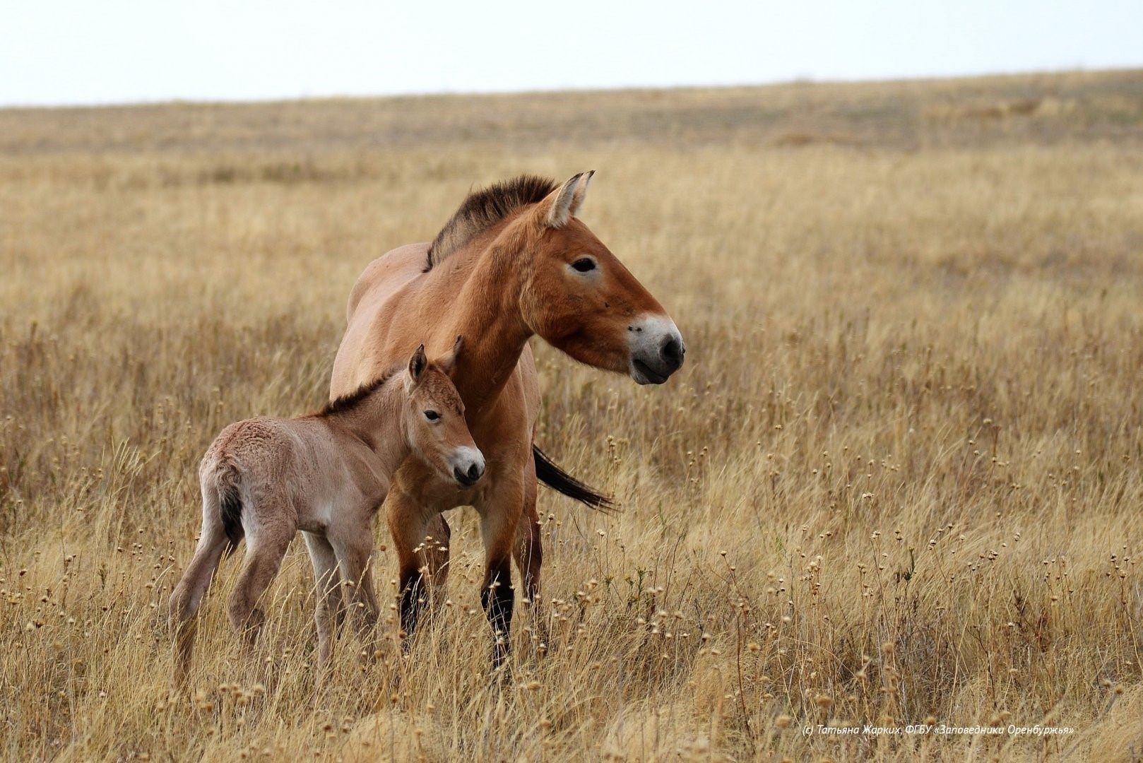 Пржевальский конь фото