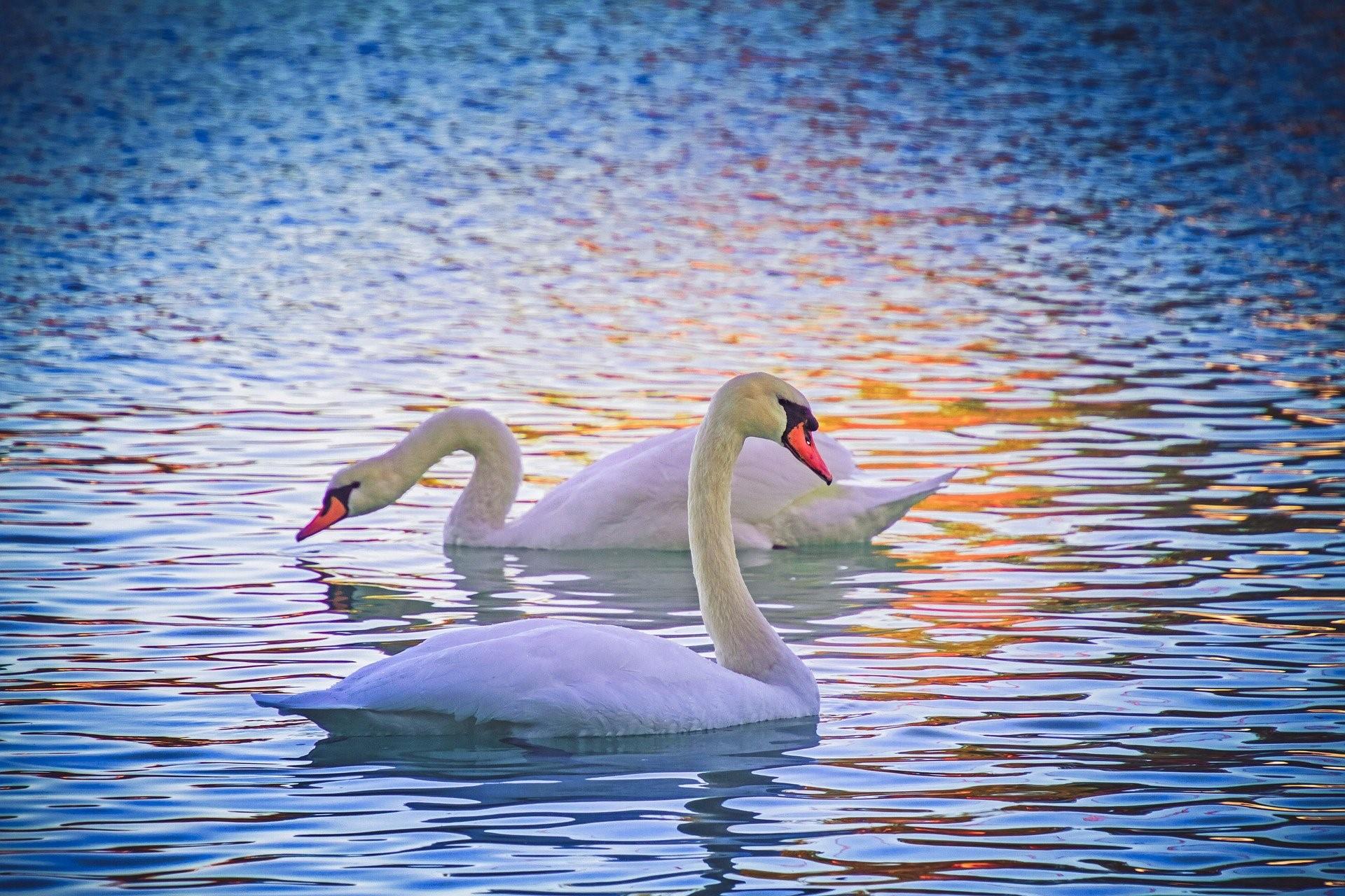Белые лебеди на озере. Лебедь кликун. Лебедь на воде. Лебеди на озере.