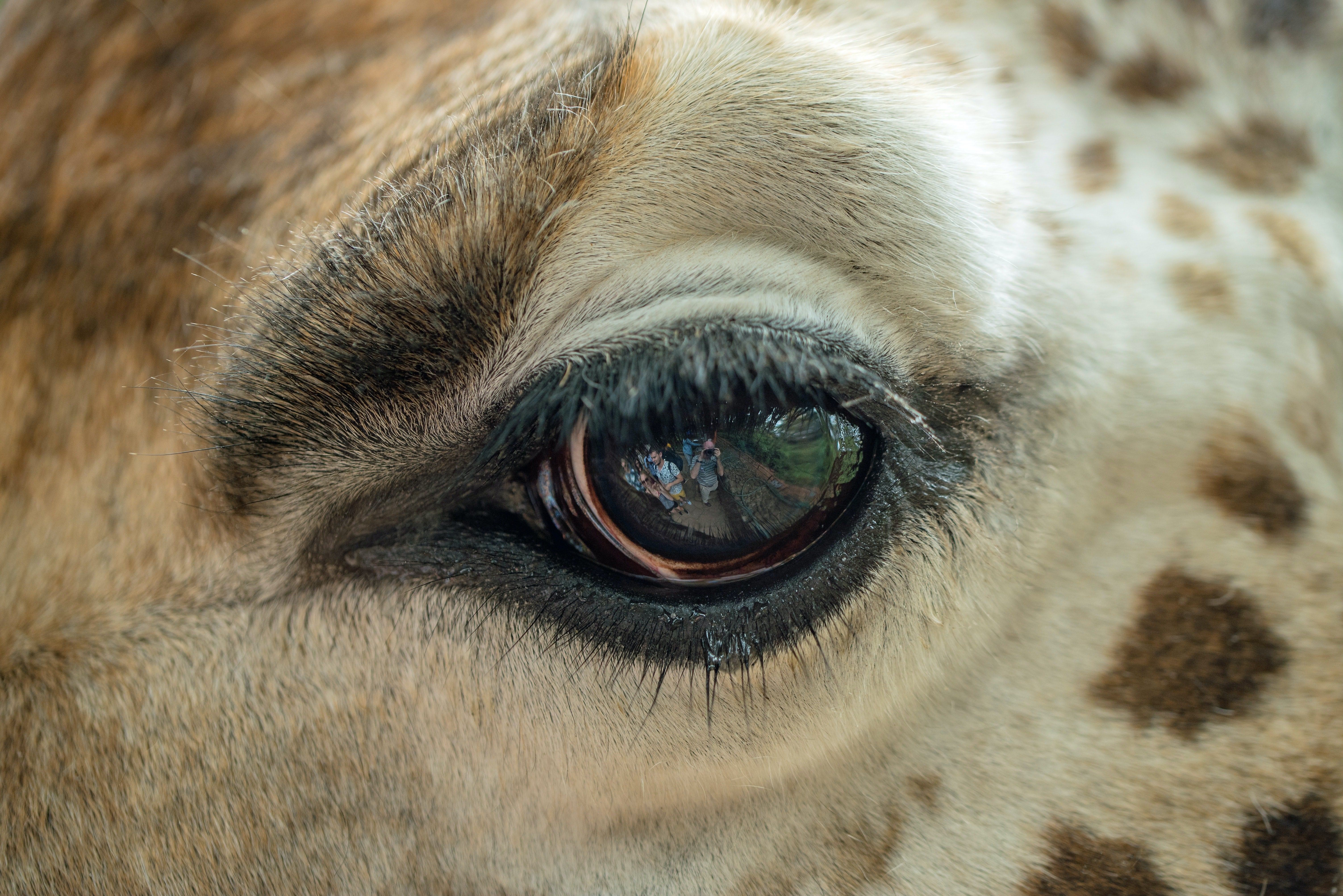 Какие глаза у зверей. Глаза жирафа. Глаза животных. Зрачок жирафа. Необычные глаза животных.
