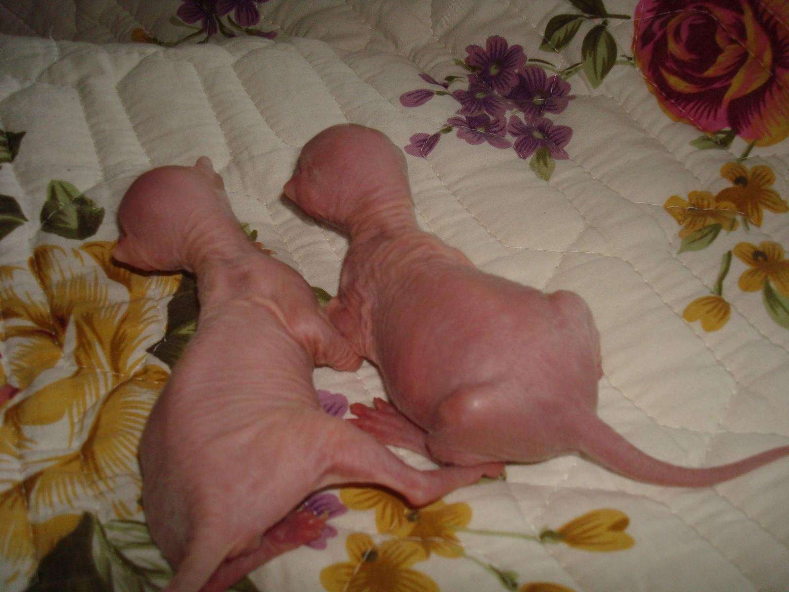 Донской сфинкс новорожденные котята фото