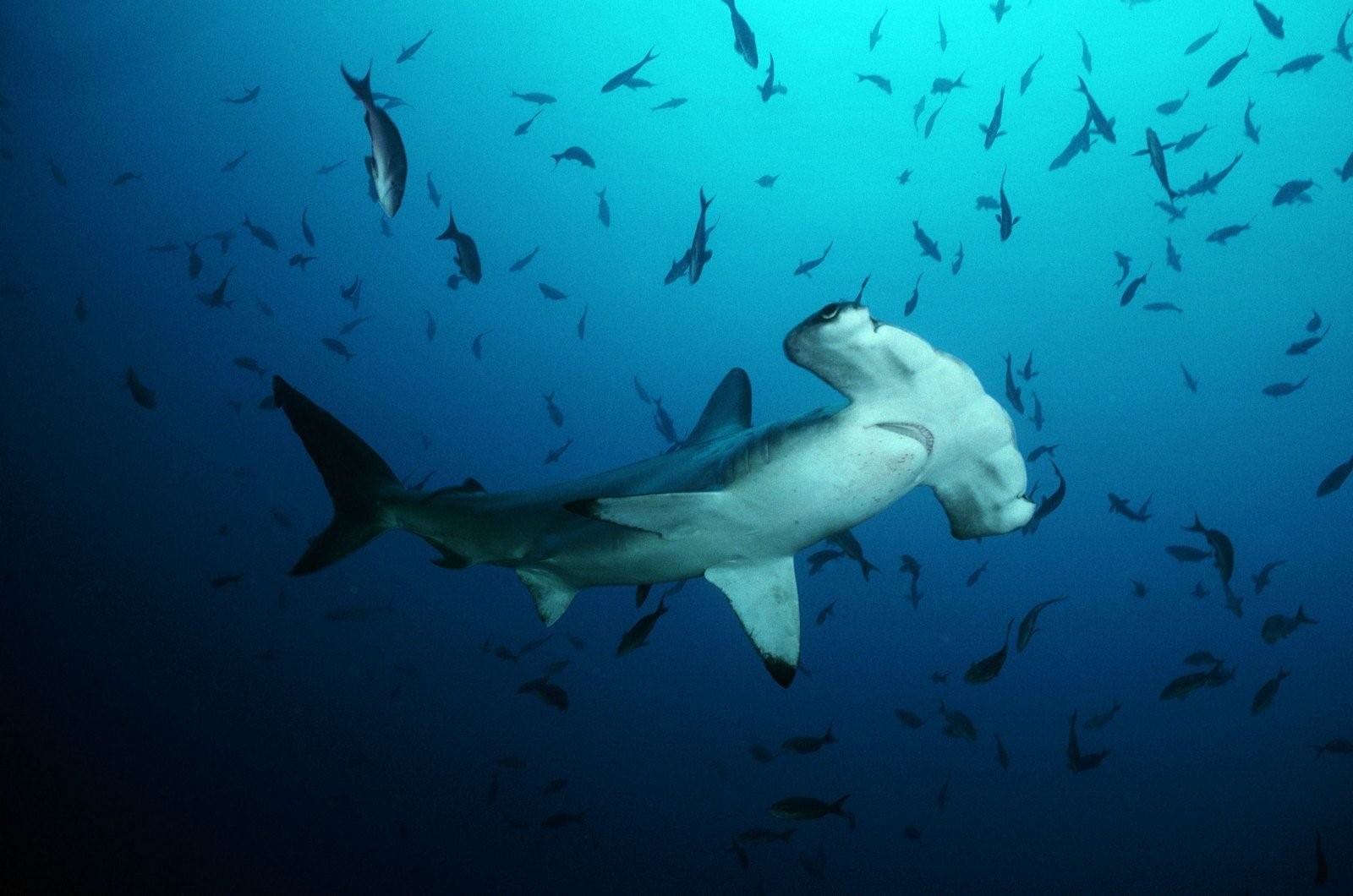 Детеныш белой акулы фото