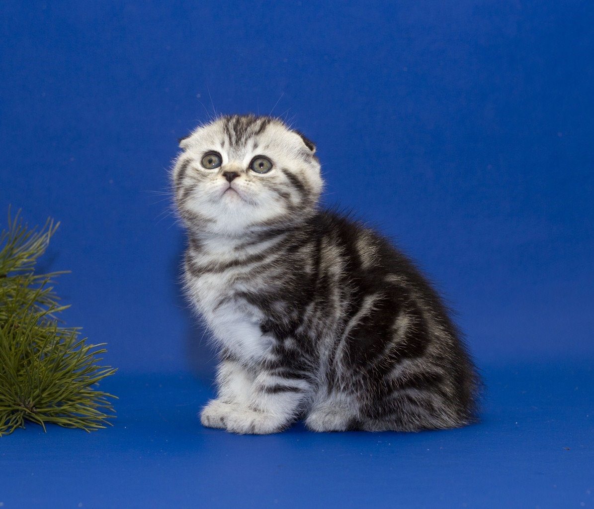 Вислоухие котята фото шотландские мраморные фото
