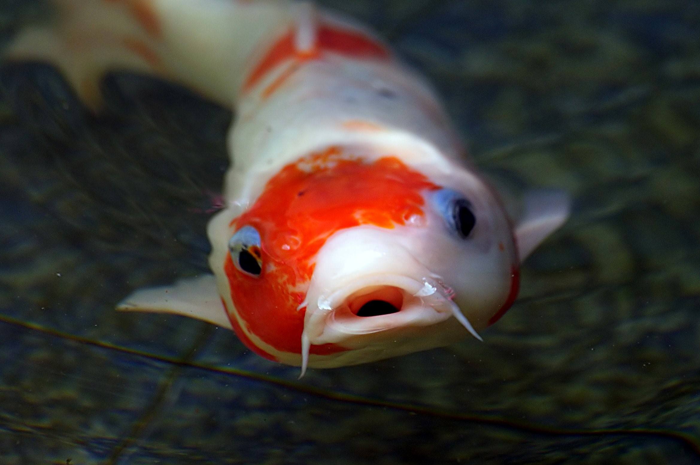Рыба с красными губами фото