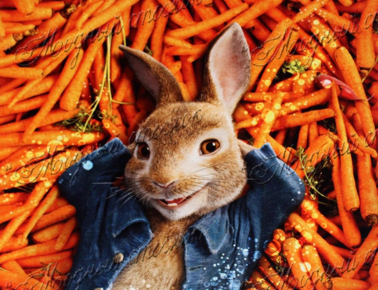 Зайчик морковь. Кролик с морковкой. Заяц с морковкой. Креативный кролик. Смешной кролик с морковкой.