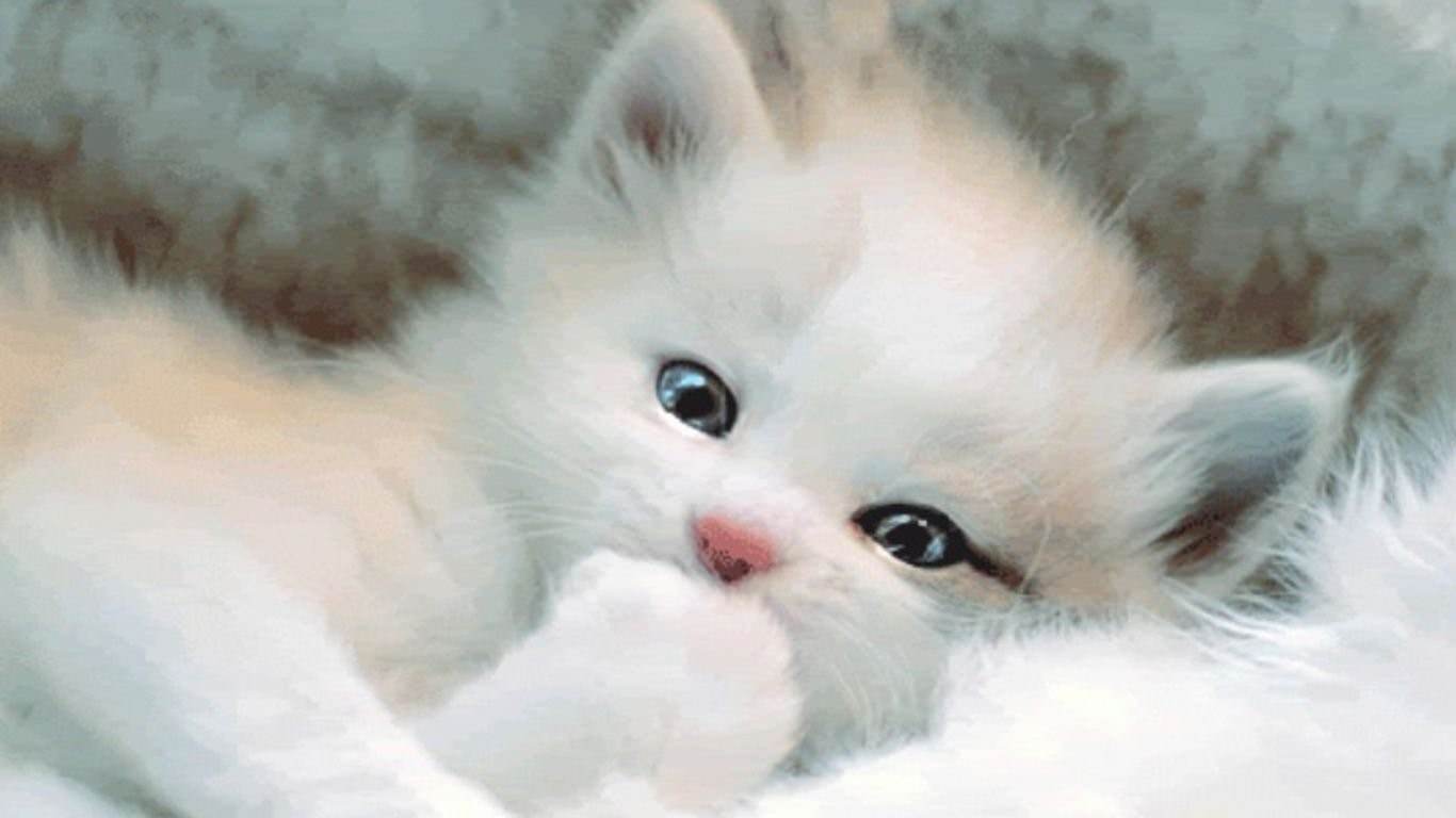 Маленький пушистый белый котенок