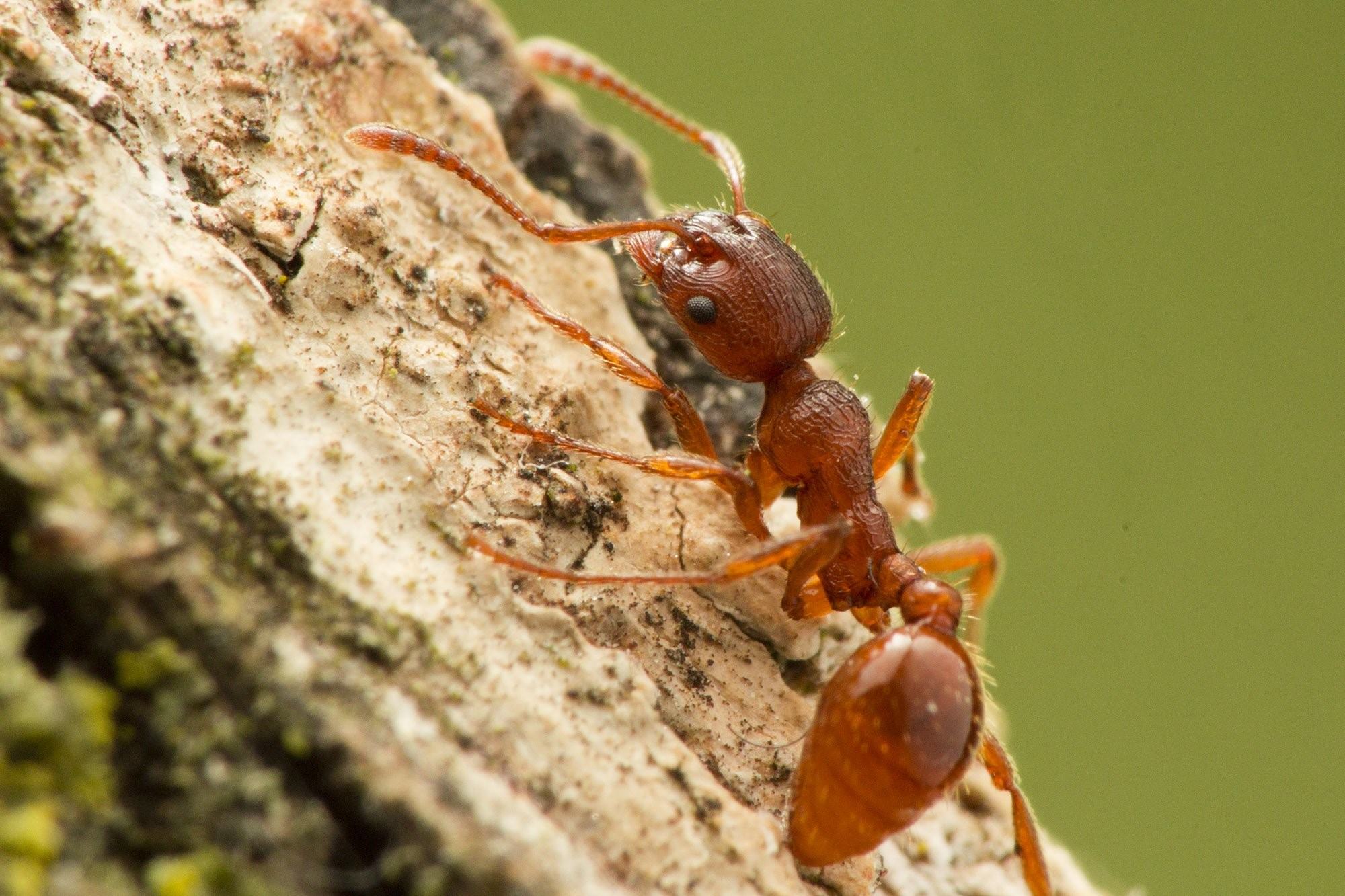 Фото красного муравья