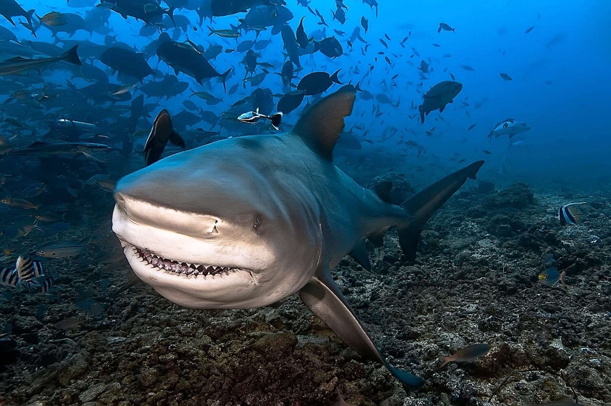 Бычья акула фото