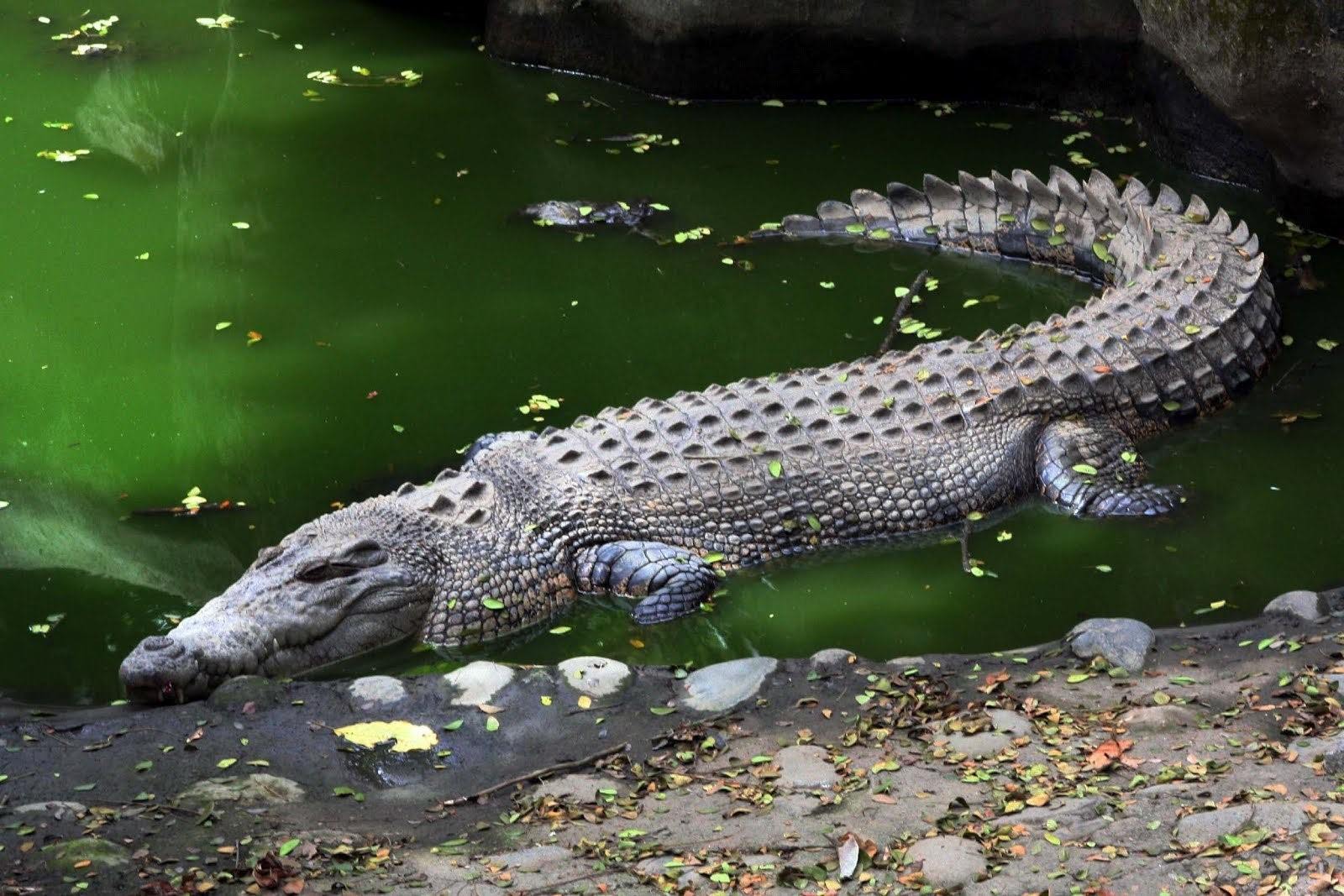 Crocodile. Гребнистый крокодил. Морской крокодил (Crocodylus porosus). Австралийский гребнистый крокодил морской. Гребнистый крокодил Густав.