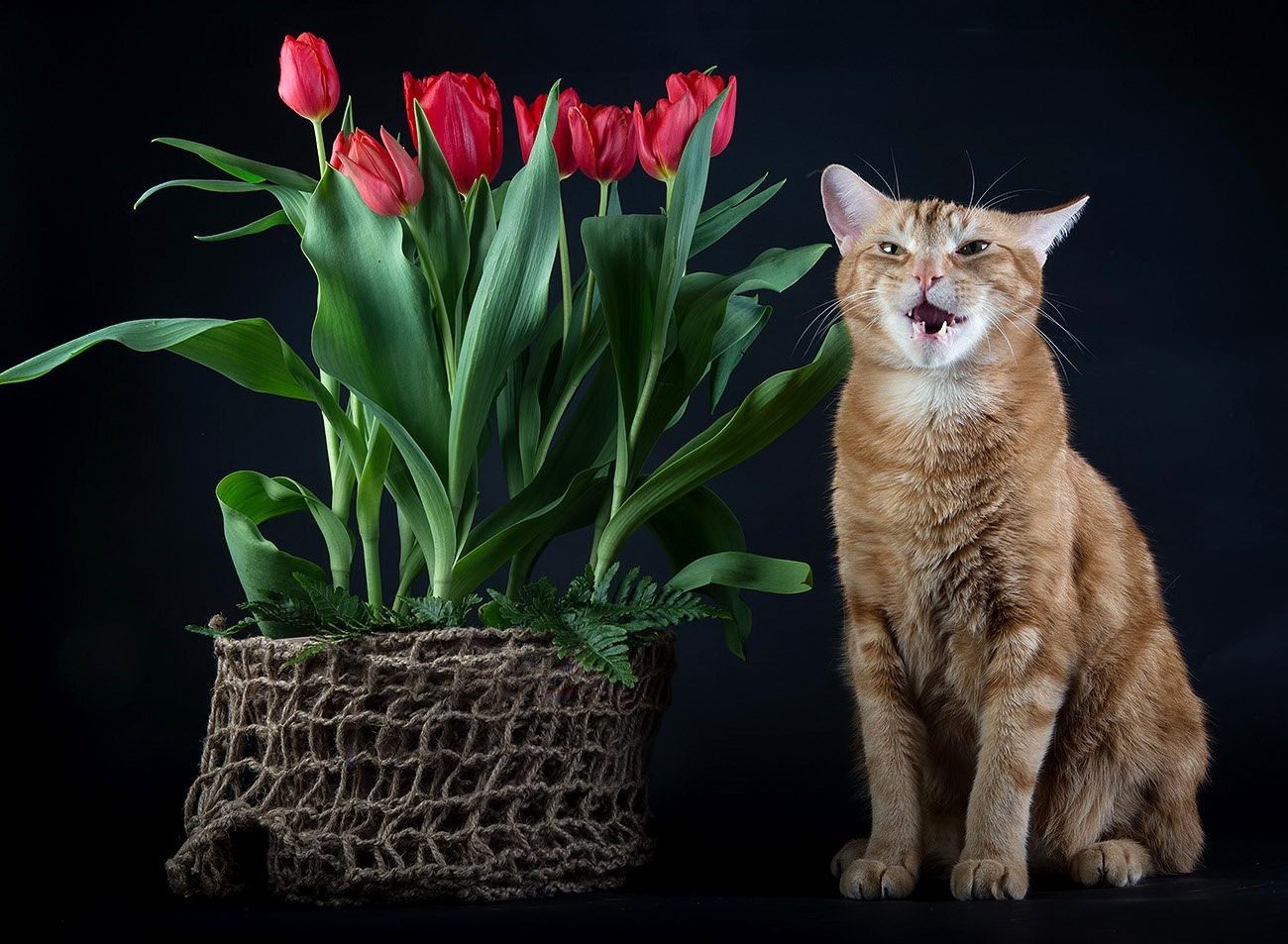 Картинки с кошками пожелания. Кошка с тюльпанами.