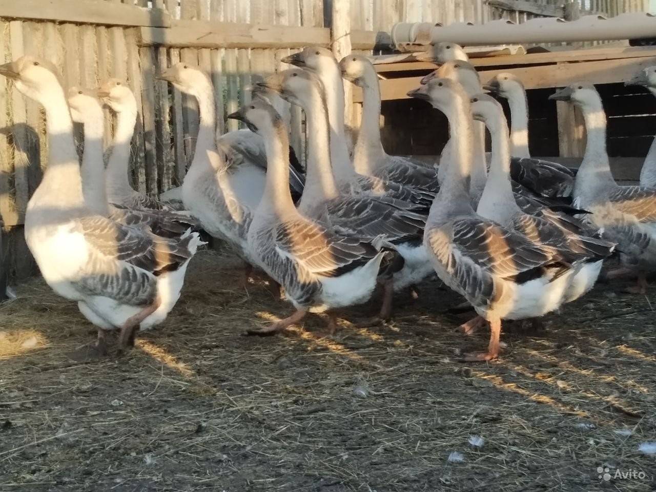 Благоварский холмогор фото