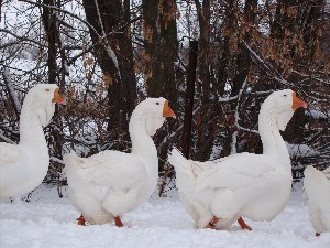 Гуси Благоварские Холмогоры