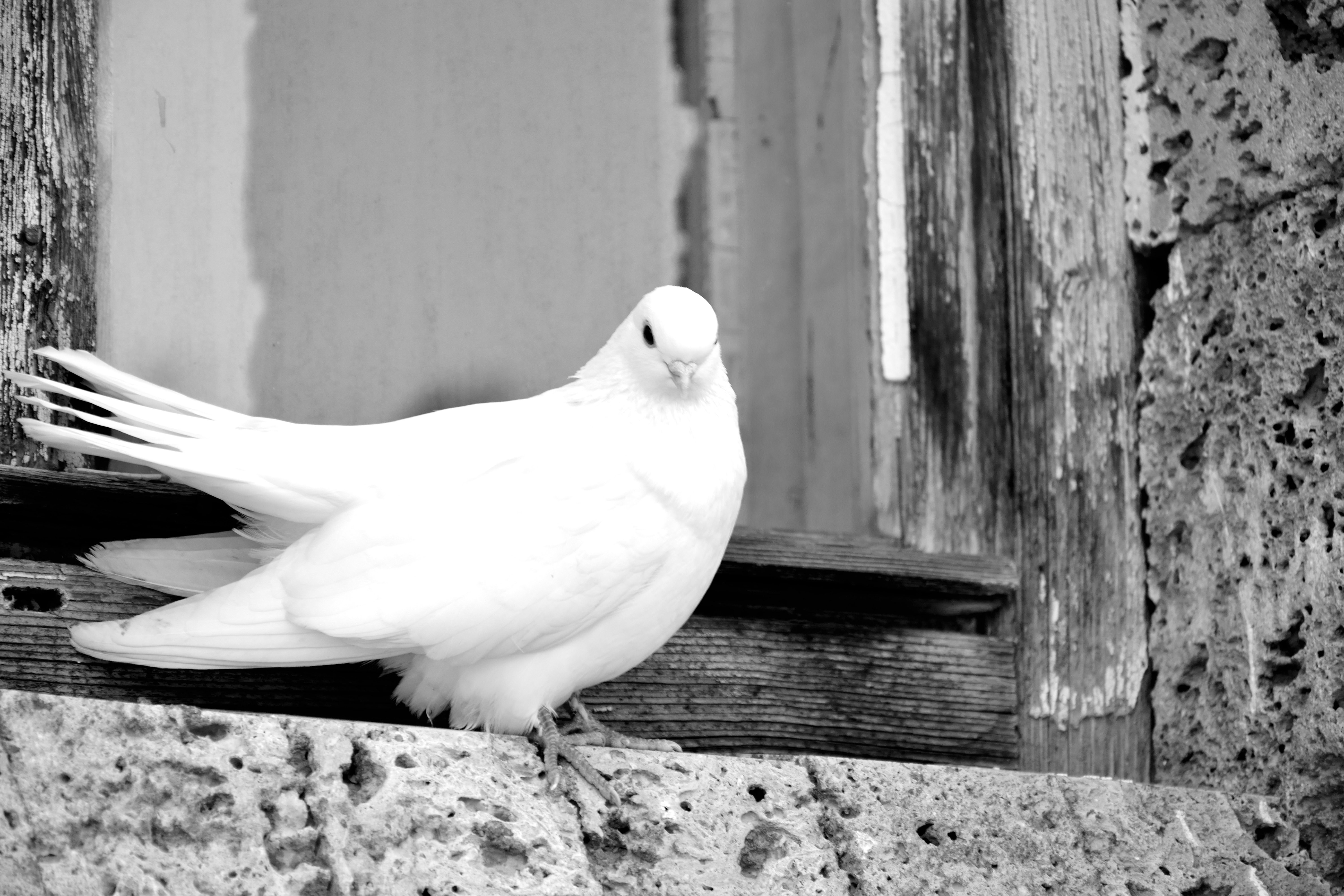 Везде все бело бело. Белый голубь. Белая птица. Красивые голуби. Черный и белый голубь.