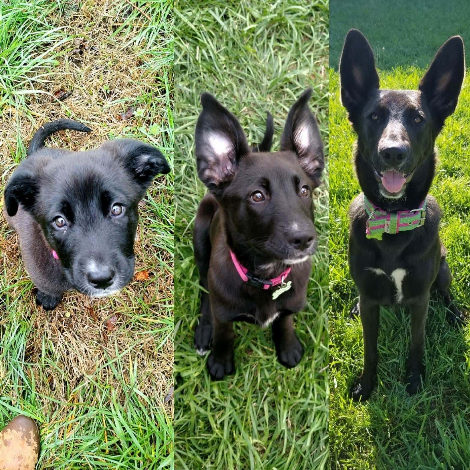 собаки со стоячими ушами фото