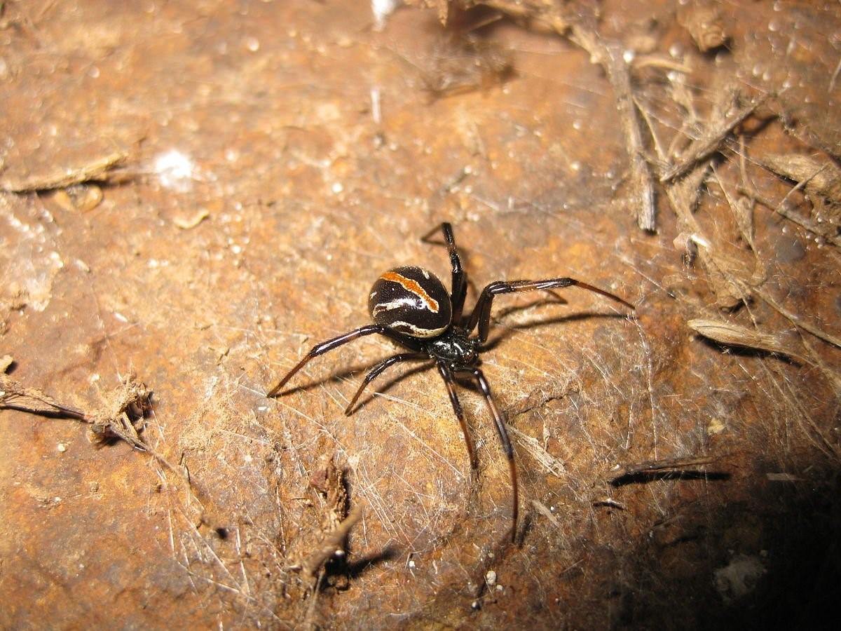 каракурт фото паука самец