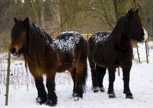 Северо шведская лошадь