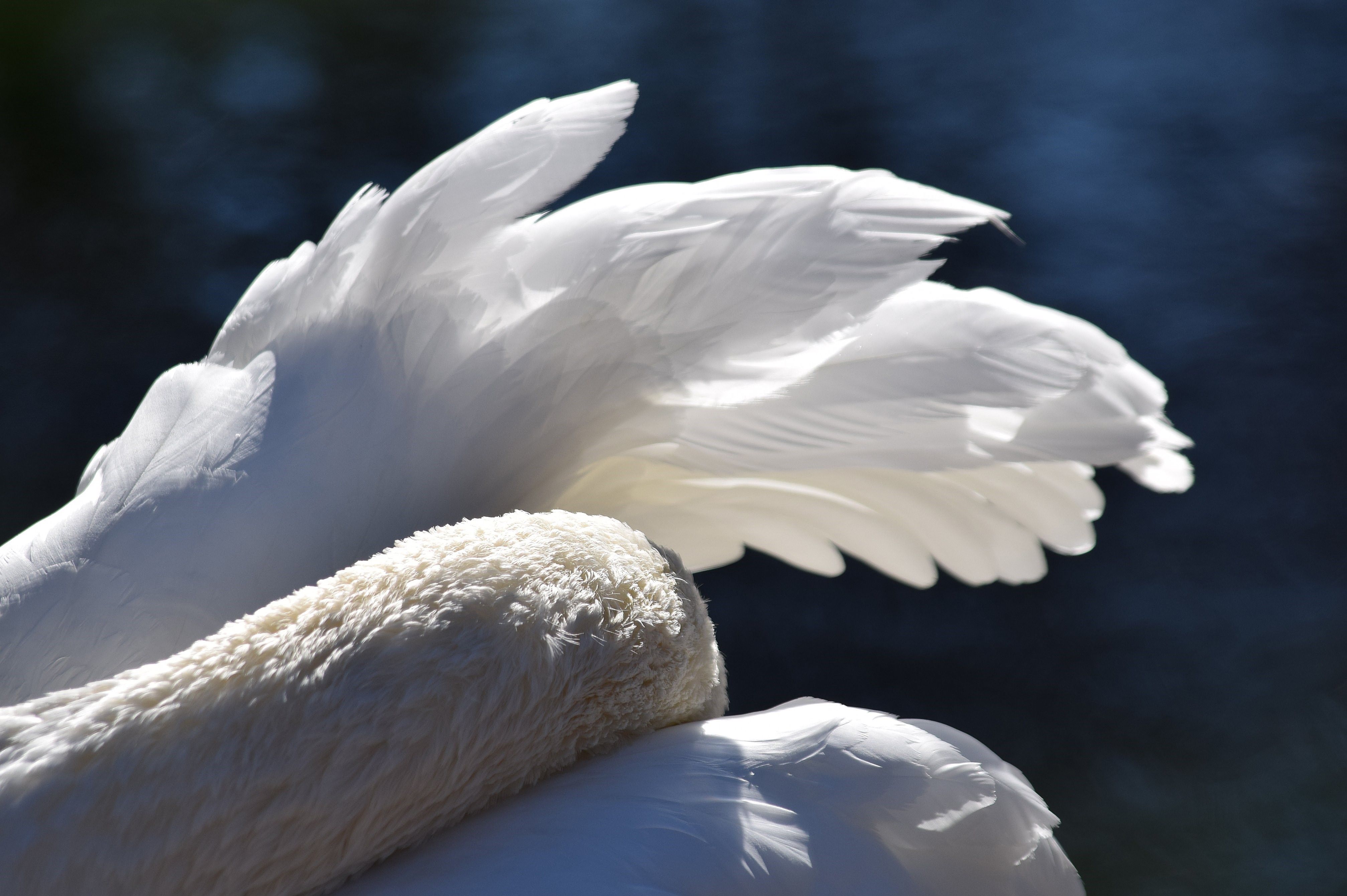 Белая птица новое чудо сюжет. Лебедь. Крылья лебедя. Красивые белые птицы. Белая птица.