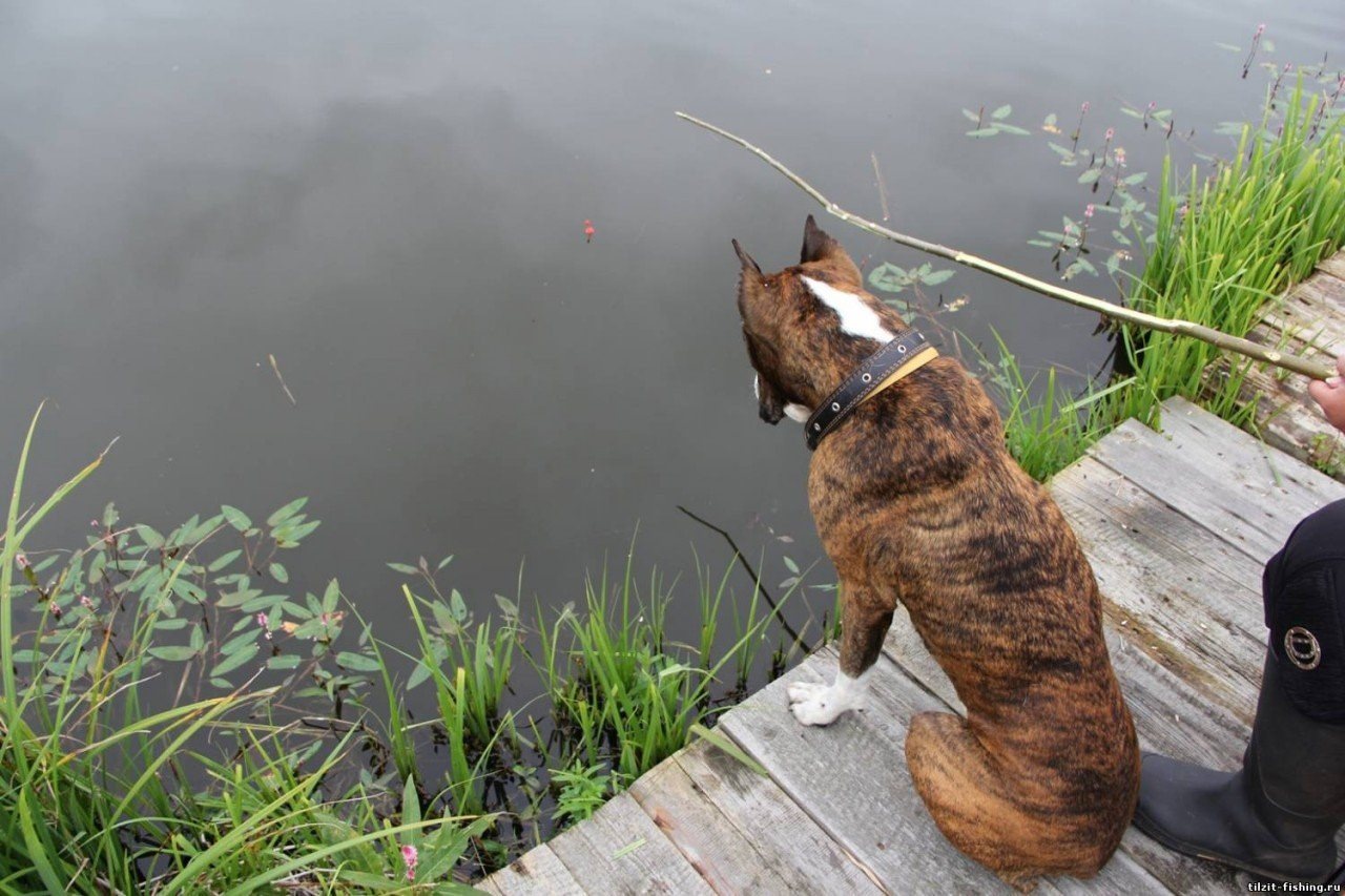 Сырую рыбу собаке. Собака для рыбалки. Собака ловит рыбу. Пес Рыбак. Кот рыбачит.