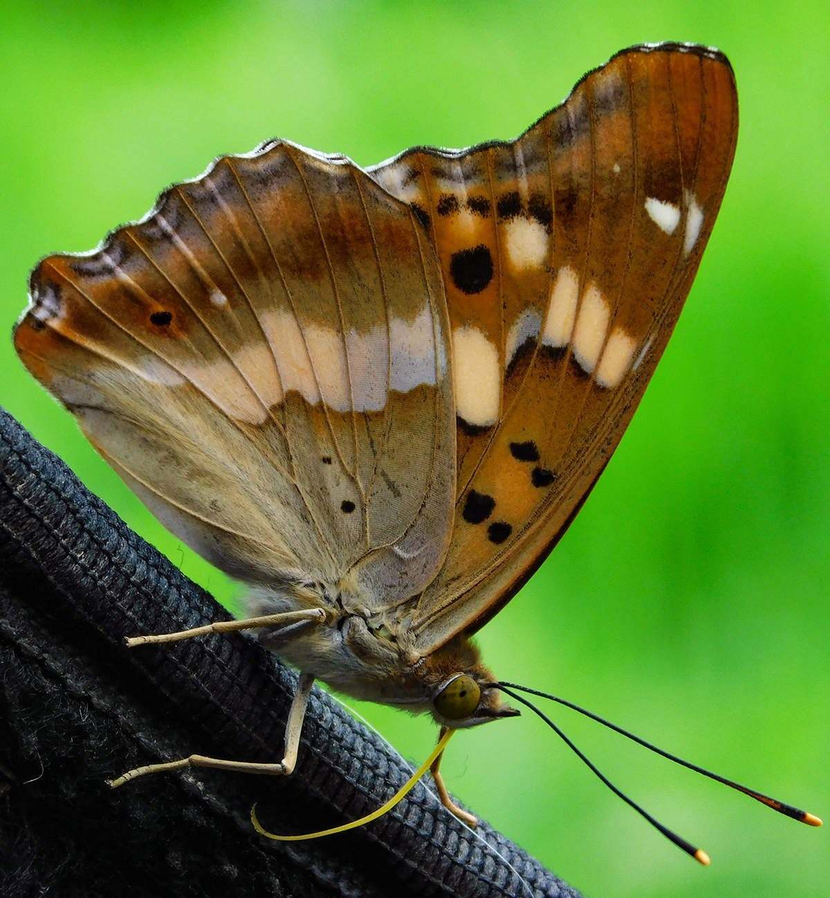 Виды бабочек в россии с фото