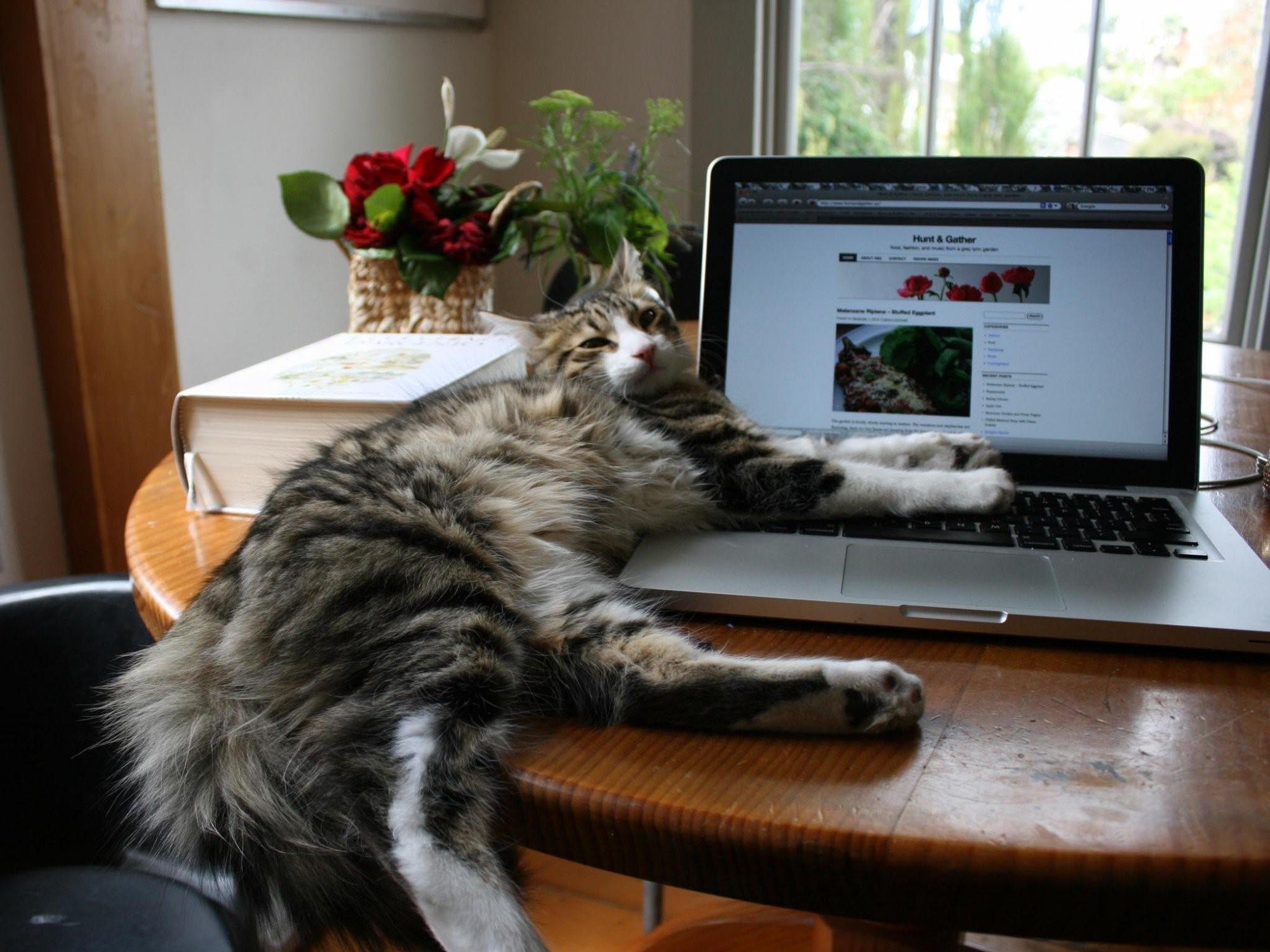 Смешная картинка компьютера. Котенок за компьютером. Кошка и компьютер. Кот с ноутбуком. Котик с компьютером.