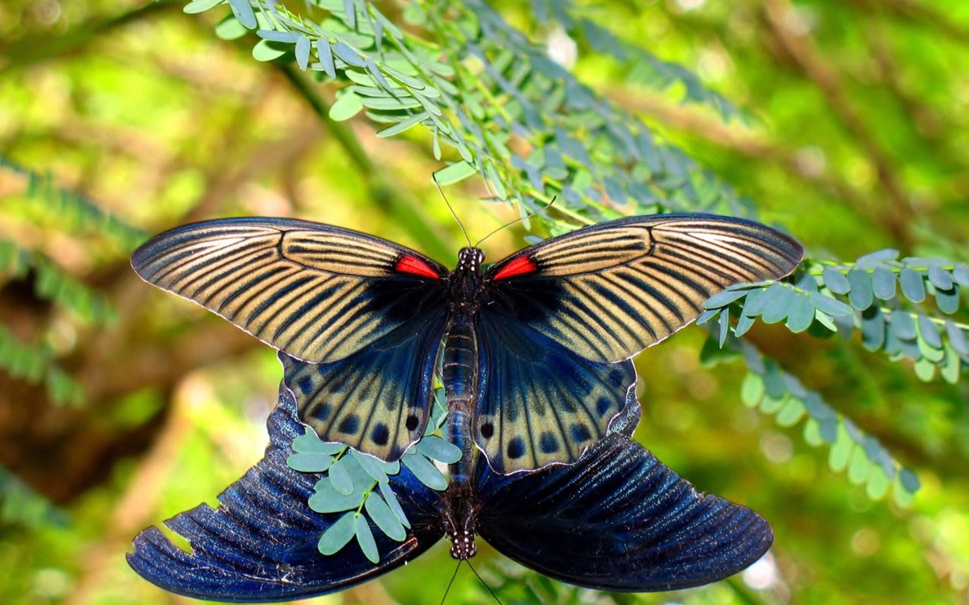 Бабочки тропиков фото с названиями