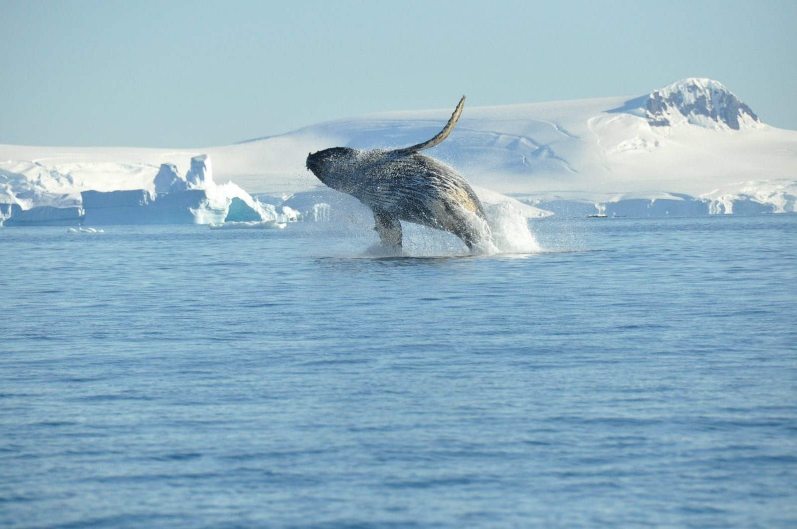 Северное море киты. Гренландский кит в Арктике. Антарктика горбатый кит. Антарктида Гренландский кит. Китообразные в Антарктиде.