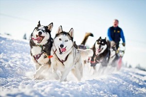 Хаски ездовые