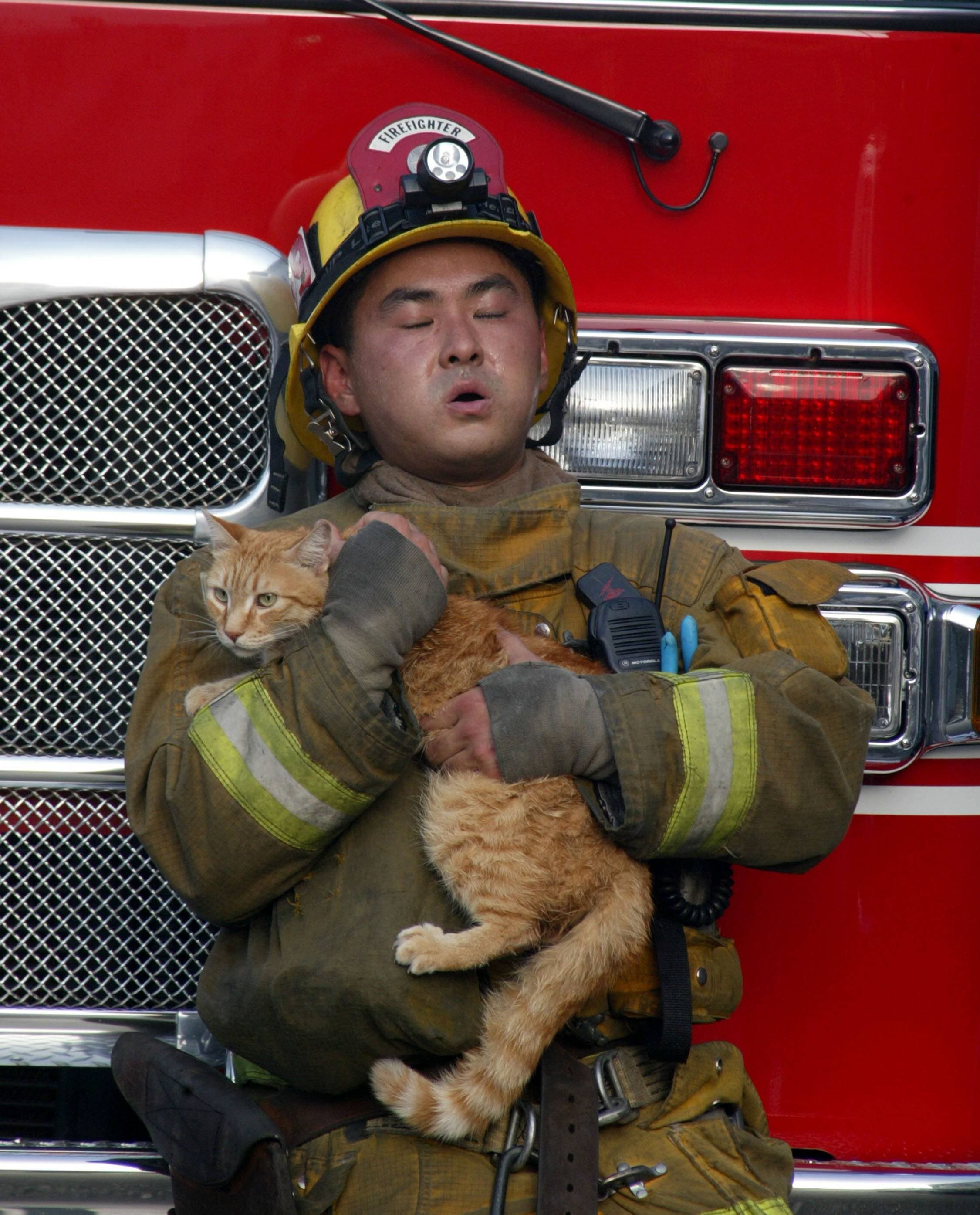 Кошечки спасают. Пожарный с котенком. Пожарный спасает кота. Кот спасатель.