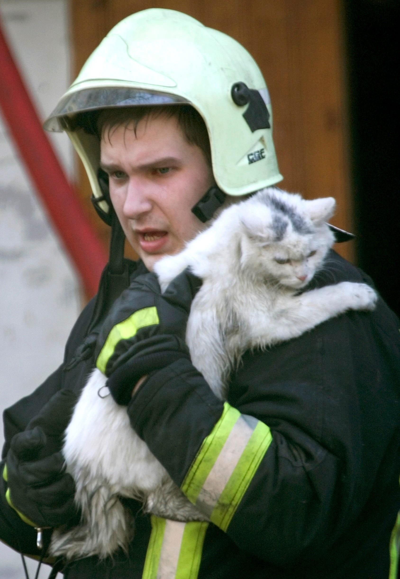 Кошечки спасают. Пожарный спас котенка. Пожарный с котенком. Спасатель с котенком.