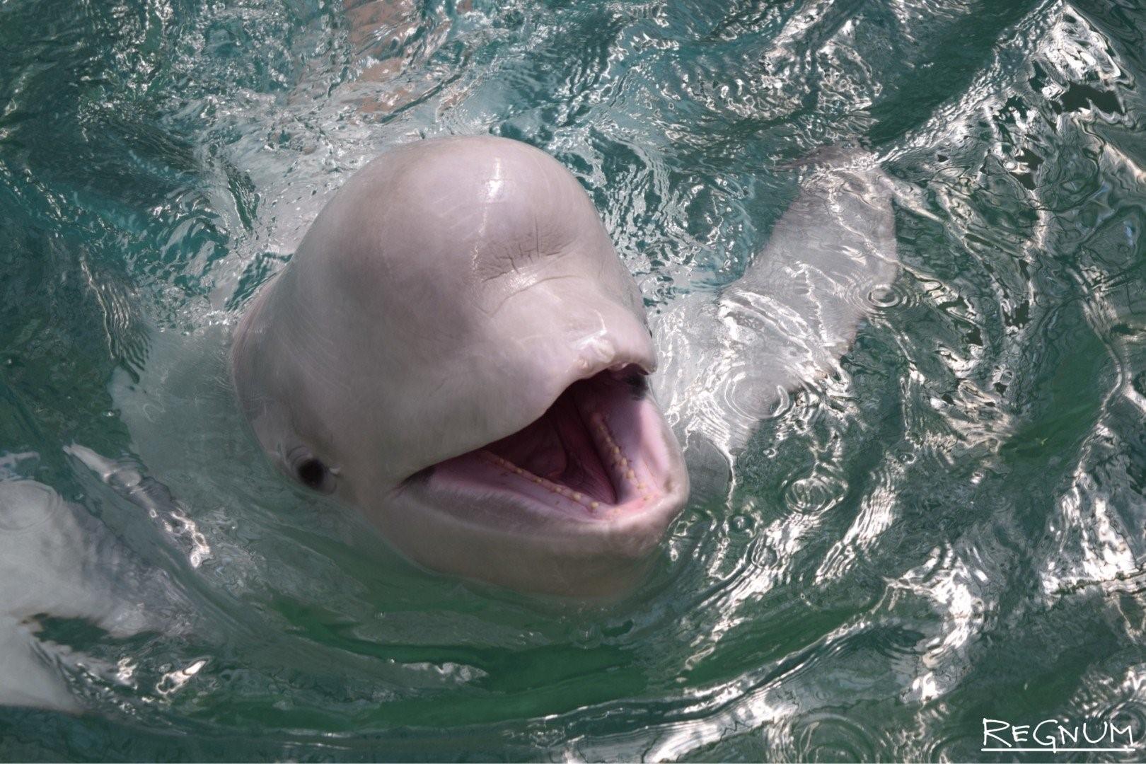 азовское море дельфины